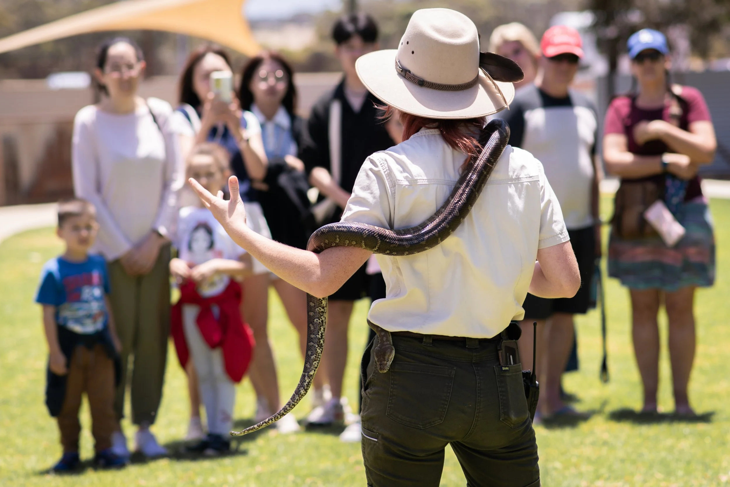 snakes on kangaroo island. wildlife on kangaroo island.