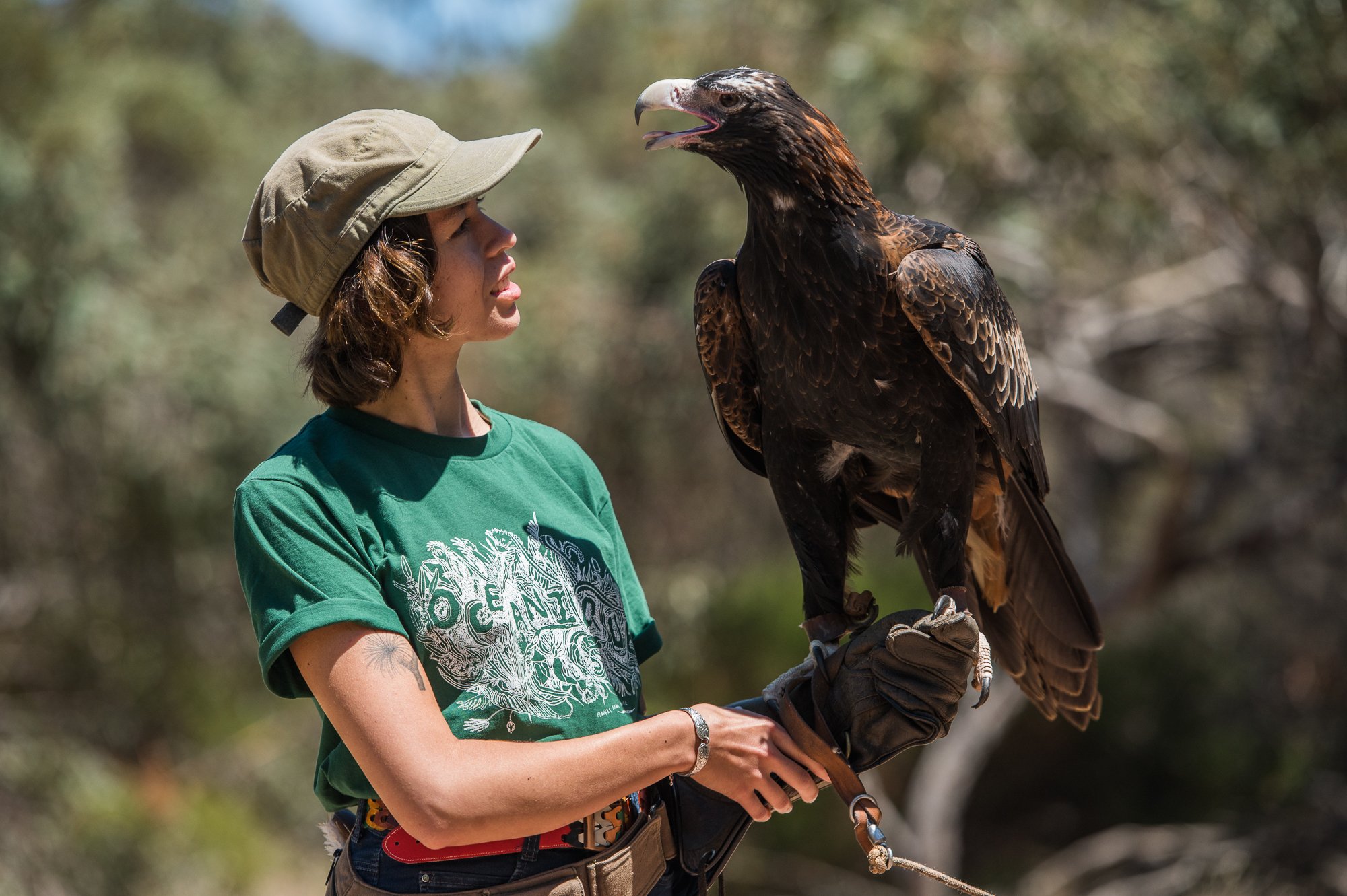 hold an eagle. eagles on kangaroo island. where to see eagles in australia. wedge-tailed eagle. birds on kangaroo island