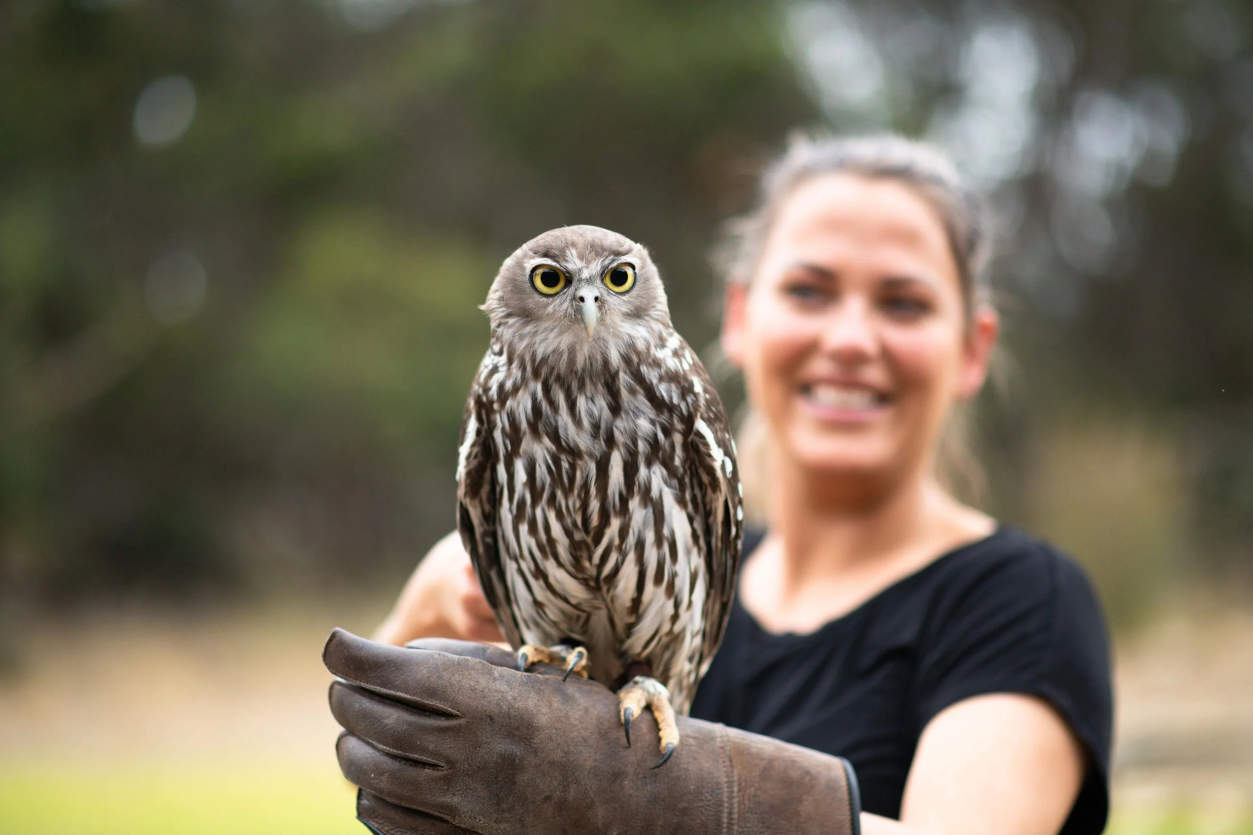 	
Owls on kangaroo island. kangaroo island owls. owls in australia. hold an owl. birds of prey show. where to see owls in south australia. birds on kangaroo island. 