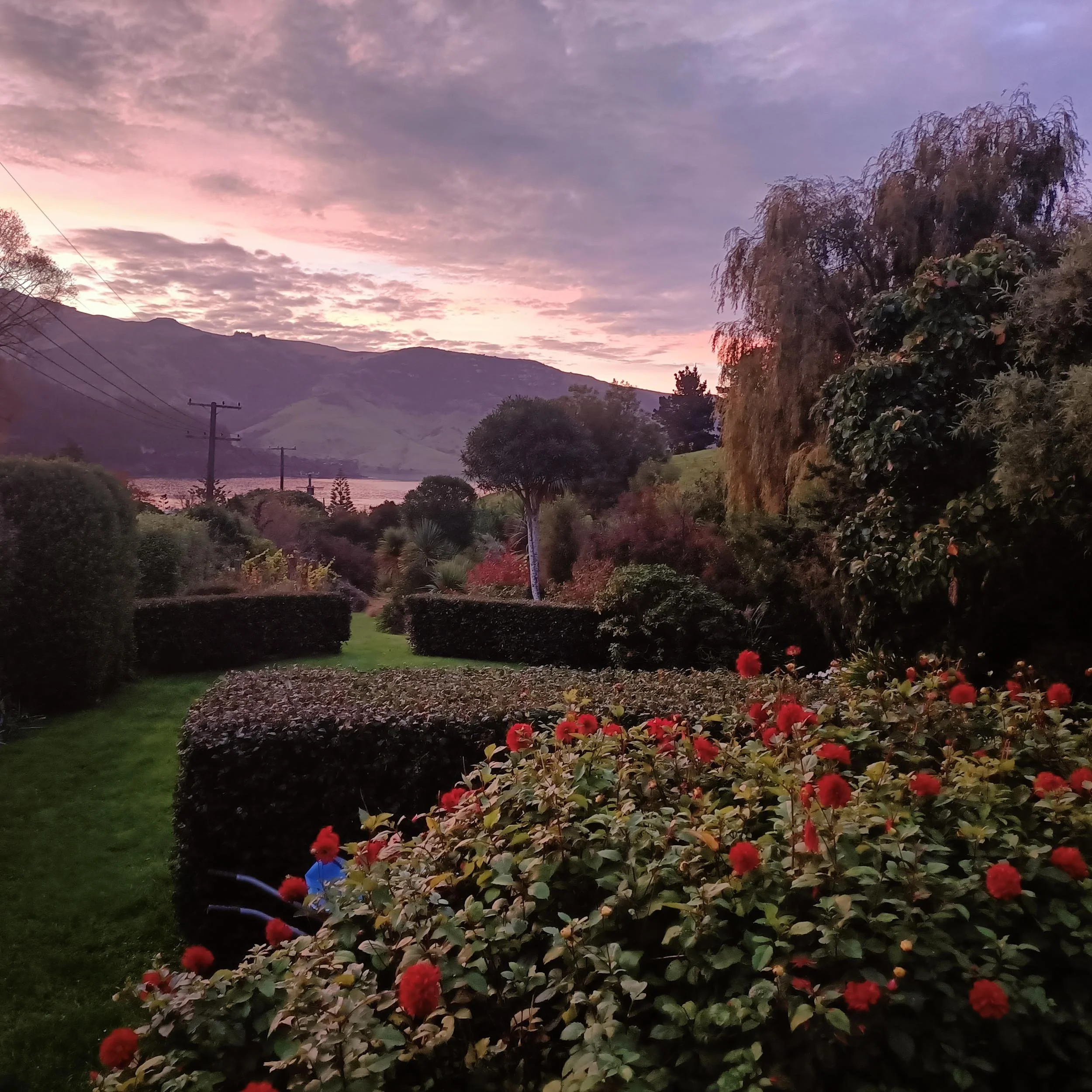 Wild Cottage Garden