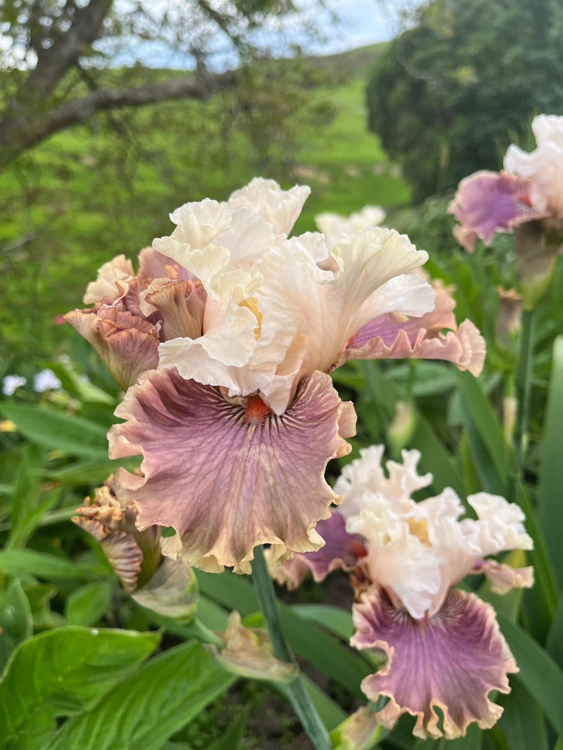 Walk with Irises