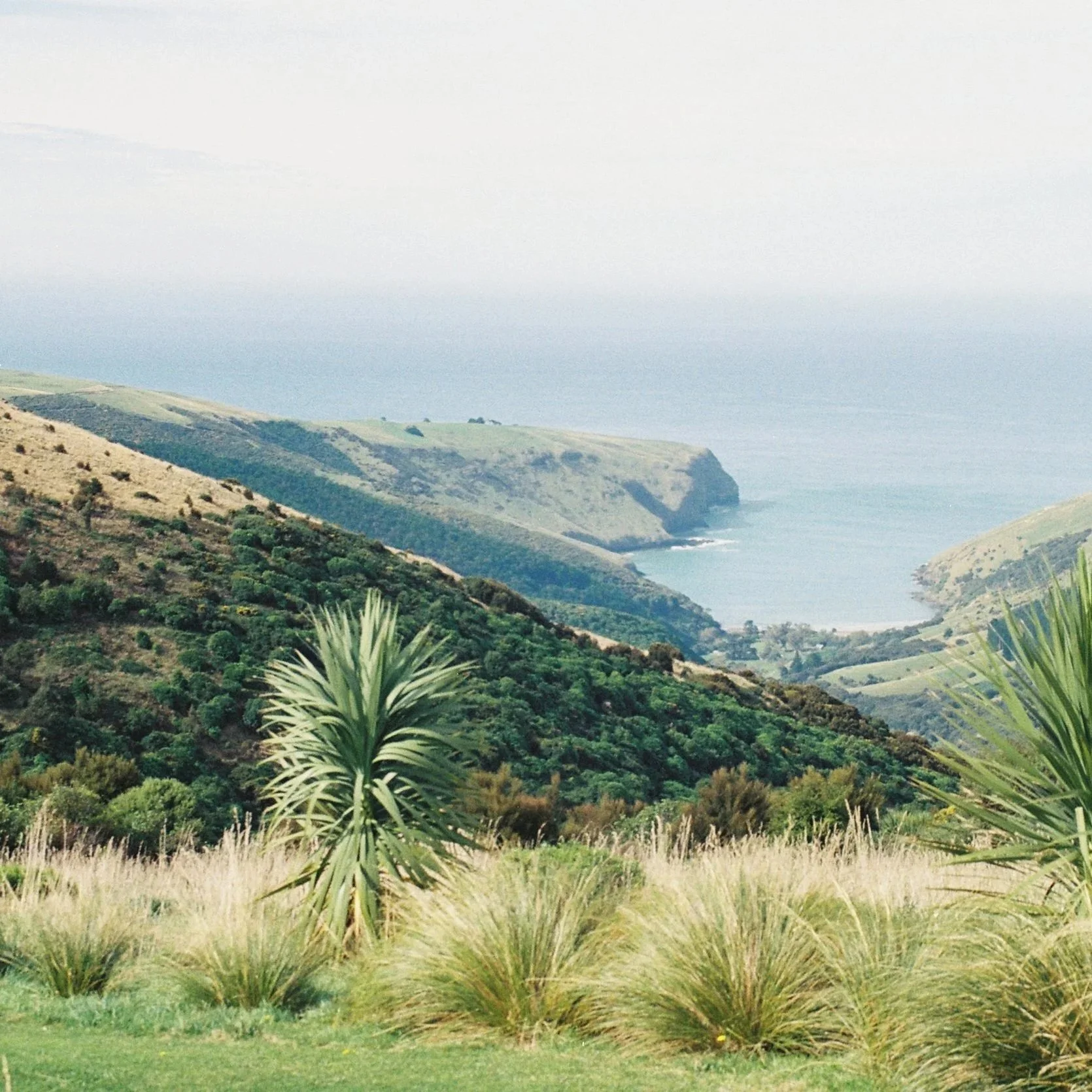 Coastal landscape with rolling hills covered in green vegetation, overlooking the ocean with cliffs in the distance under a foggy sky.
