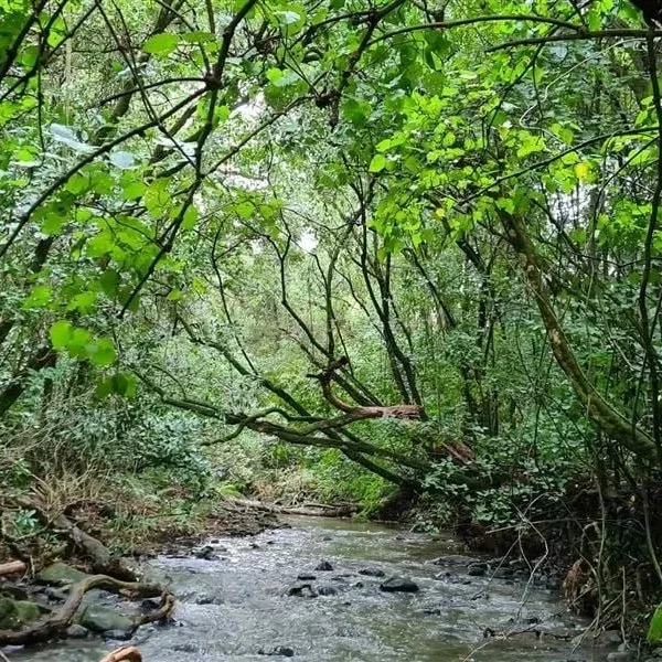 A small creek flowing through a densely wooded forest with green leaves and overhanging branches.