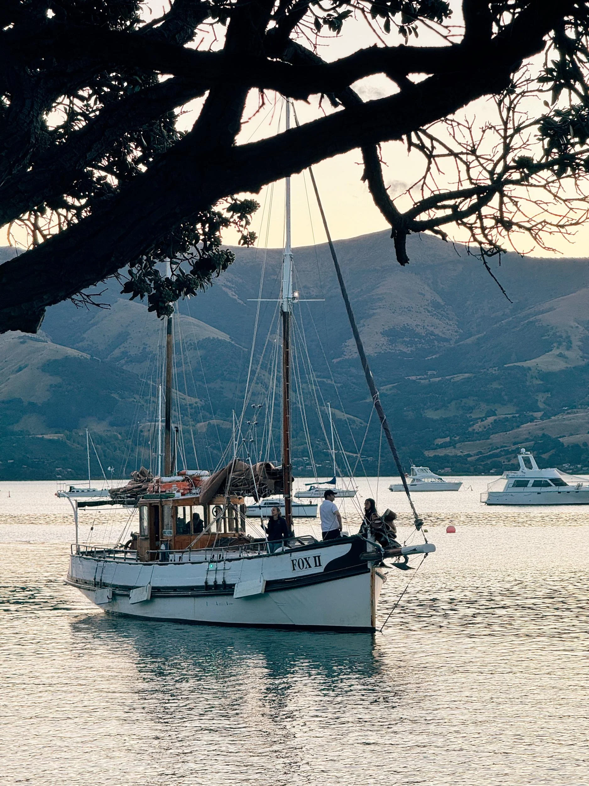 Fox II, Akaroa - copyright photography Julia Atkinson-Dunn