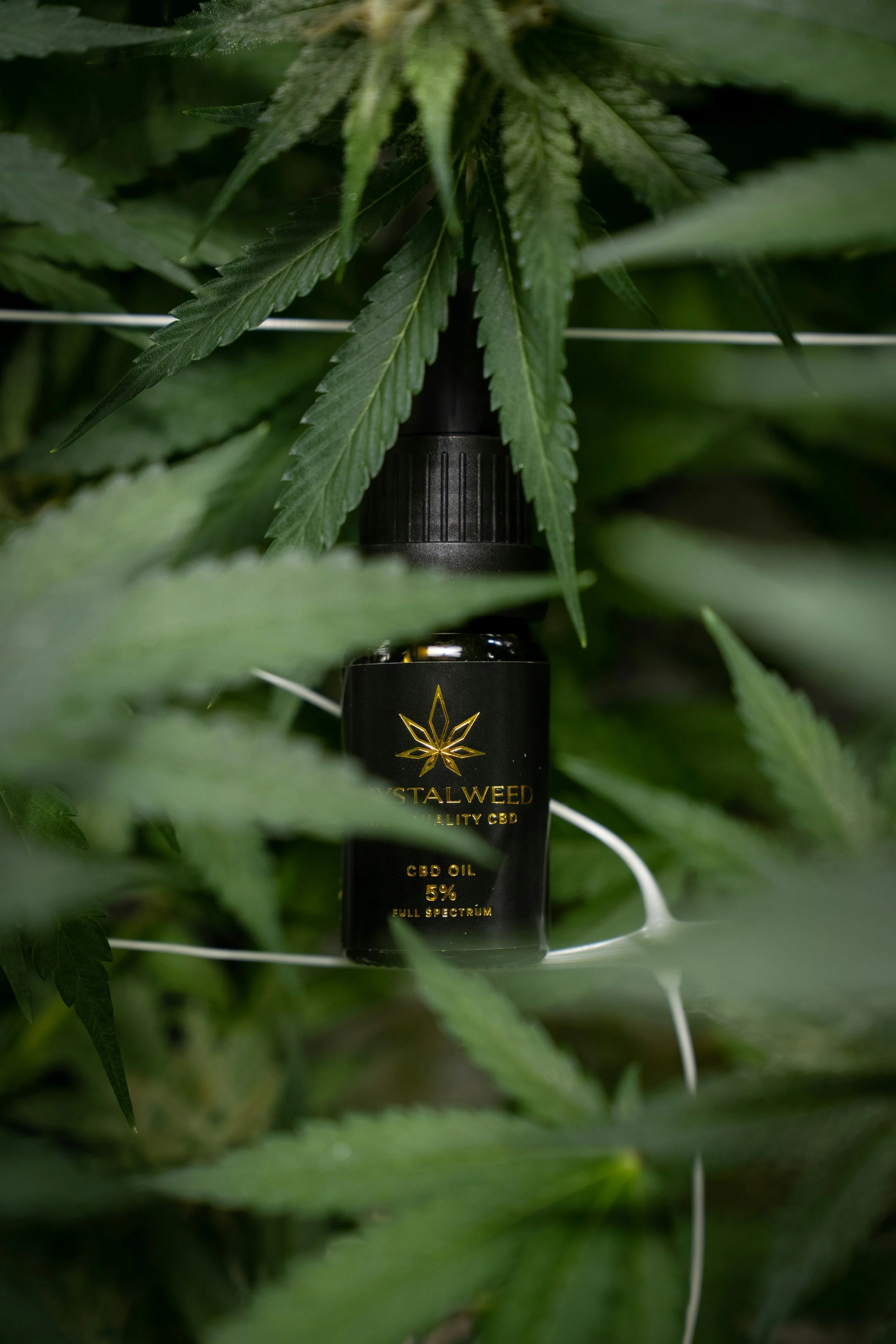 crystalweed-cannabis-40HqkrBMmzc-unsplash.jpg