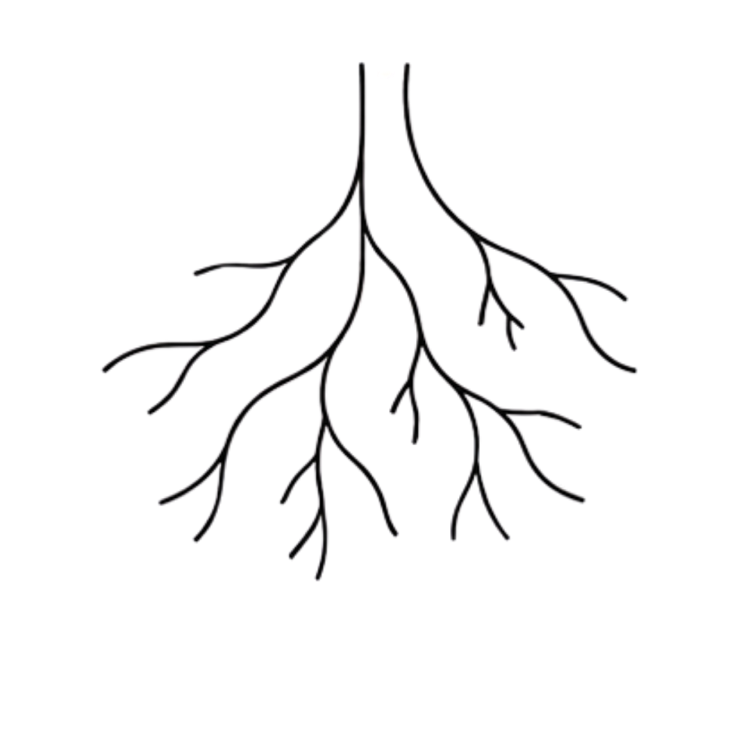 Diagram of a plant root with labels indicating different parts and their functions.