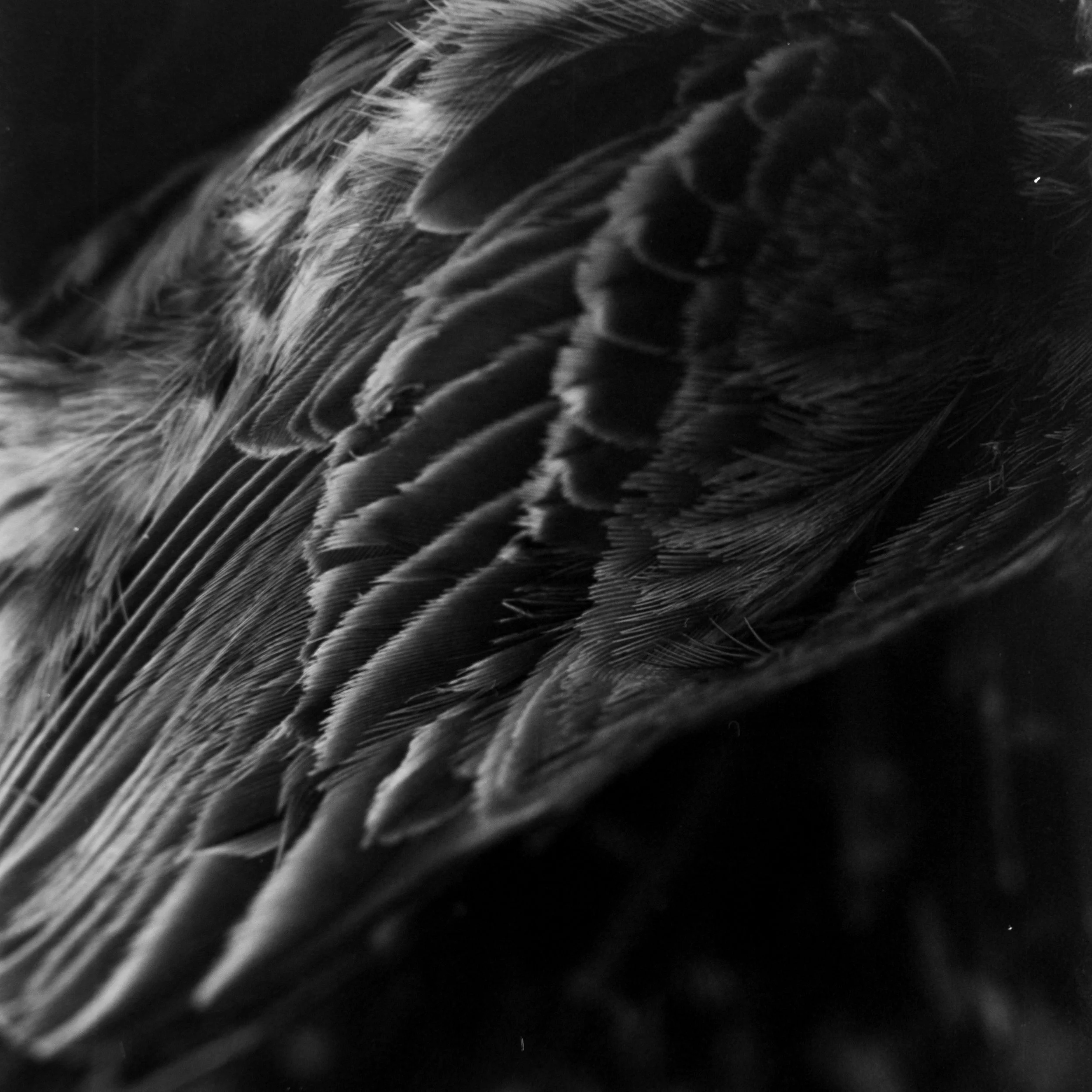 Bird-3.jpg