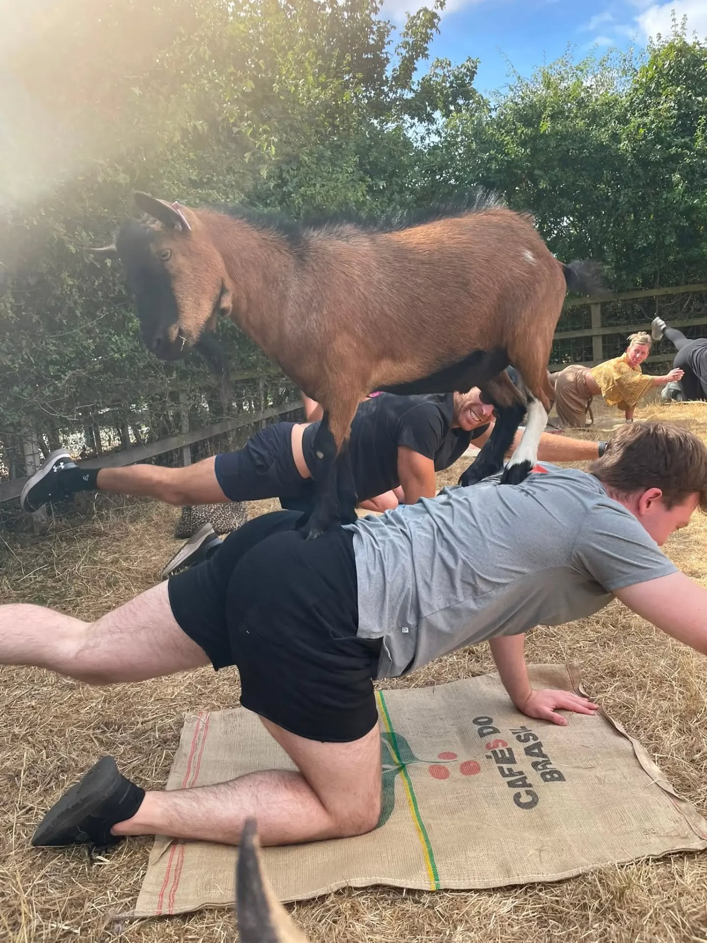 𝐎𝐝𝐞 𝐭𝐨 𝐚 𝐆𝐨𝐚𝐭 (𝐚 𝐇𝐚𝐢𝐤𝐮):

Down dog in summer,
goats up my spine&mdash;they are dogs
with bombastic eyes.

#haiku #goat #goatyoga #poetry #yoga