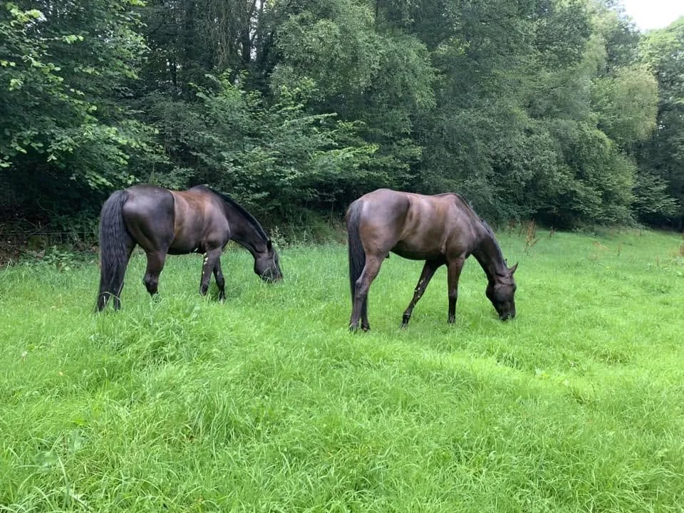 Deux chevaux bruns pâturant dans une prairie verdoyante entourée d'arbres.