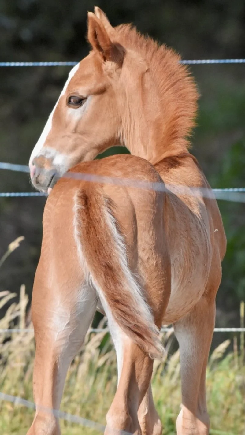 Jeune cheval brun qui tourne la tête, vu de dos, dans un enclos avec fil de fer.