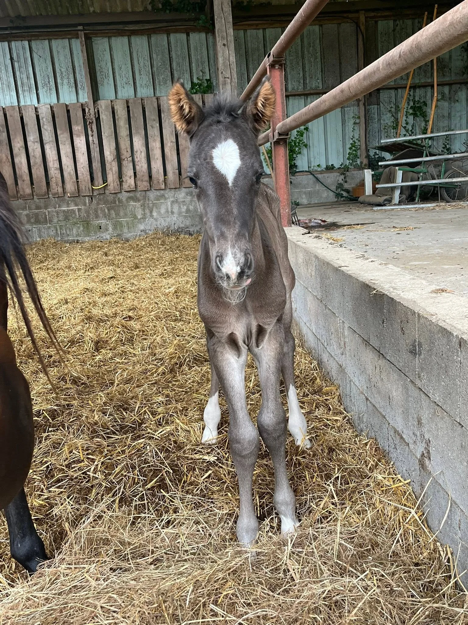 Jeune cheval gris avec une tache blanche en forme de cœur sur le front, debout dans un enclos avec de la paille au sol, entouré de barrières en bois et en métal.