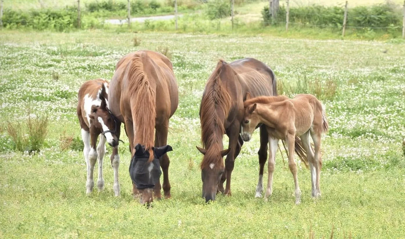 Quatre chevaux broutant de l'herbe dans un champ vert, avec un arbre et une clôture en arrière-plan.