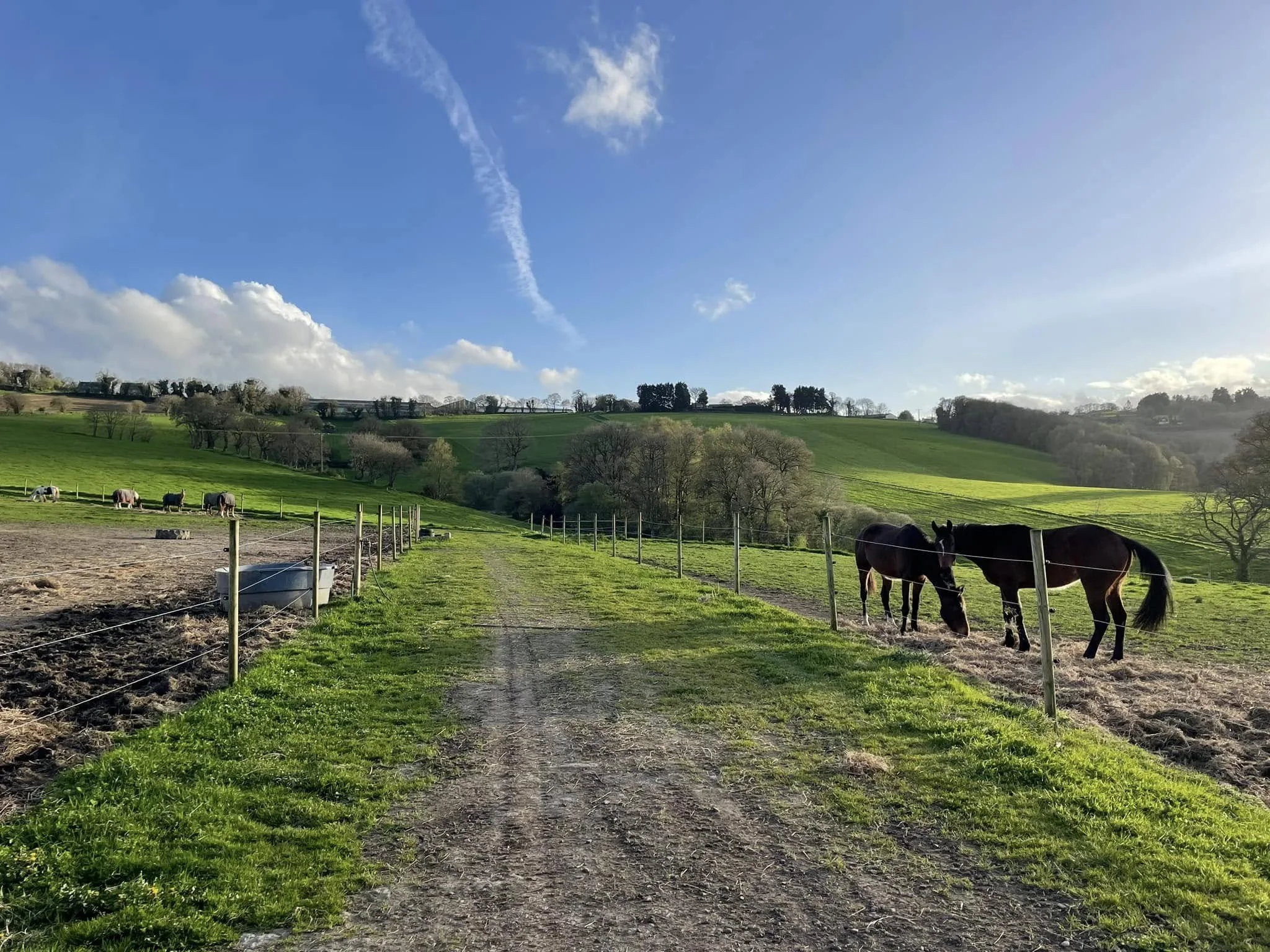 Paysage rural avec des chevaux broutant près d'une clôture en bois, collines verdoyantes, arbres dispersés, ciel bleu clair avec quelques nuages et une traînée de nuages.