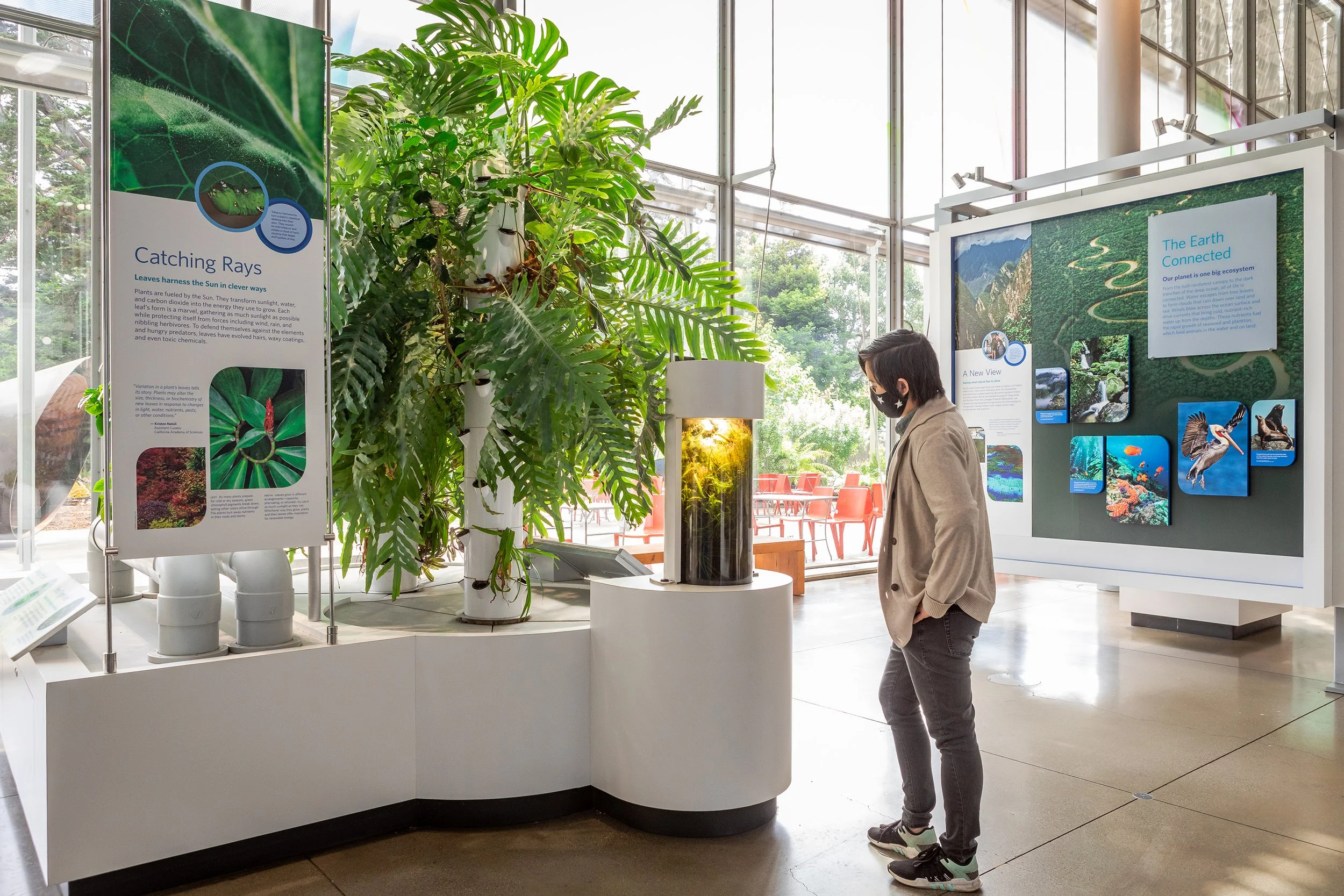 Chlorophyll—one of the most
important energy-fixing colors in our natural
systems.