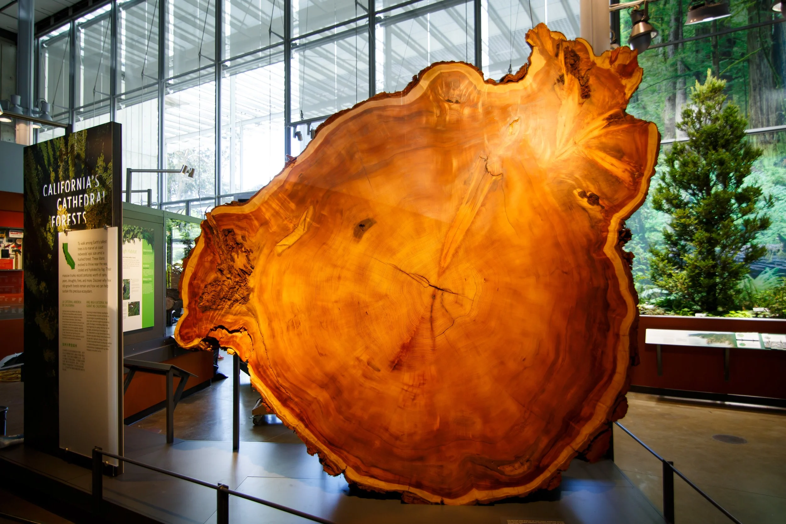 The team worked with Prairie Creek Redwoods State Park to obtain a crosscut tree section. Overall there are more than 180 specimen, objects, and models.