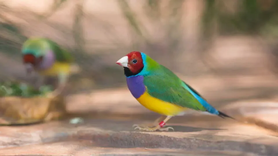 The Color Communicates area includes an aviary with polymorphic Gouldian finches.