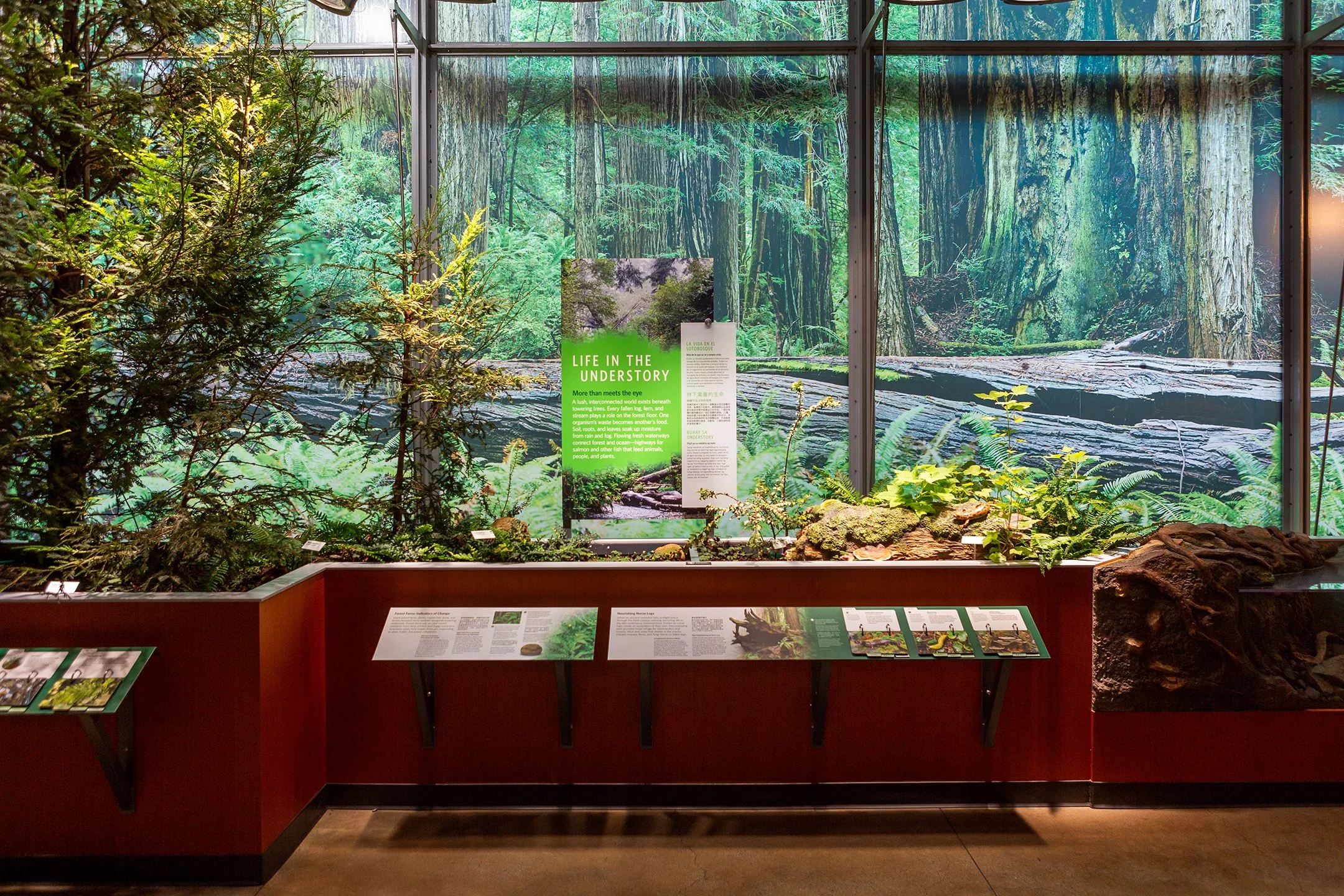 Planters filled with young redwood and forest flora provided the backdrop for a cast of characters and their understory networks.