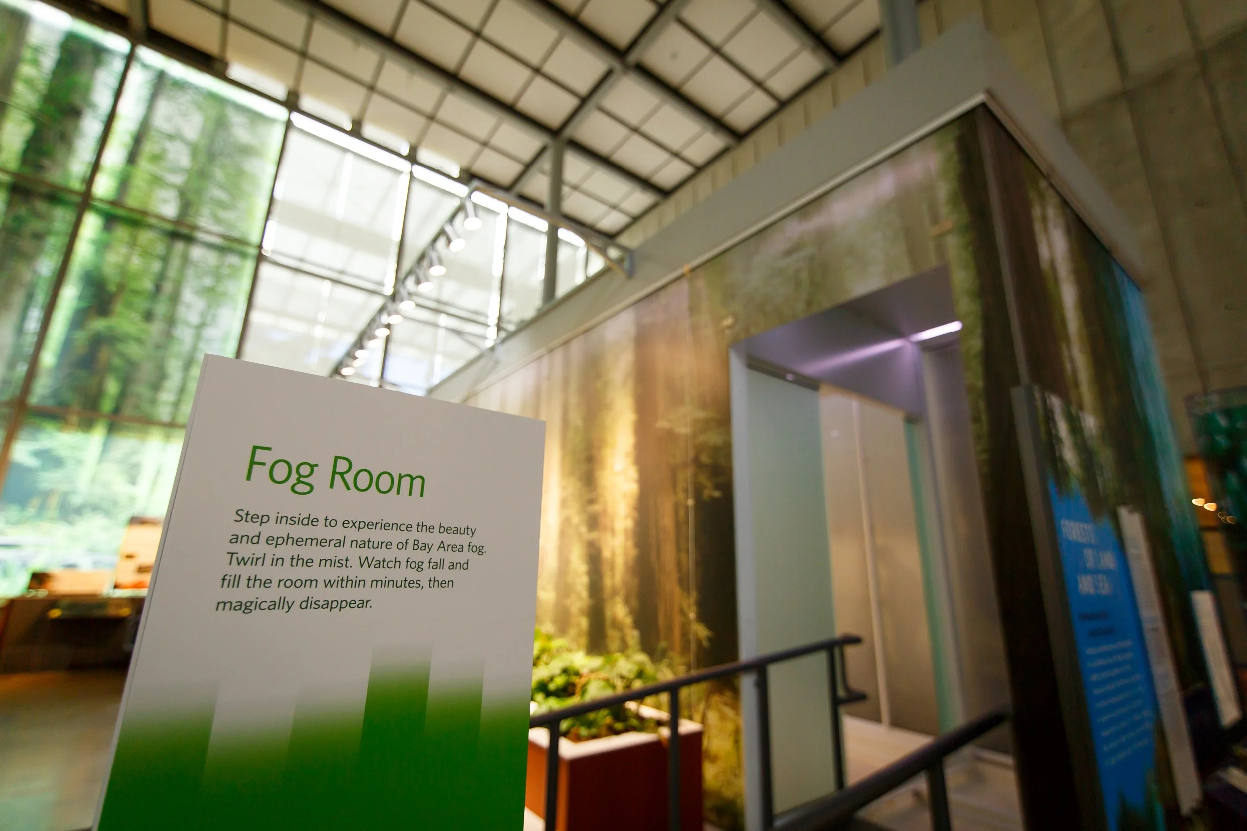 Visitors heard stories of the forest while immersed in the magical Bay Area fog.