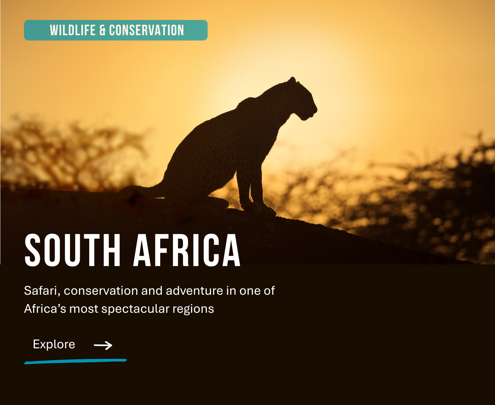 Silhouette of a cheetah sitting on a rock during sunset with trees in the background, promoting wildlife conservation and adventure in South Africa.