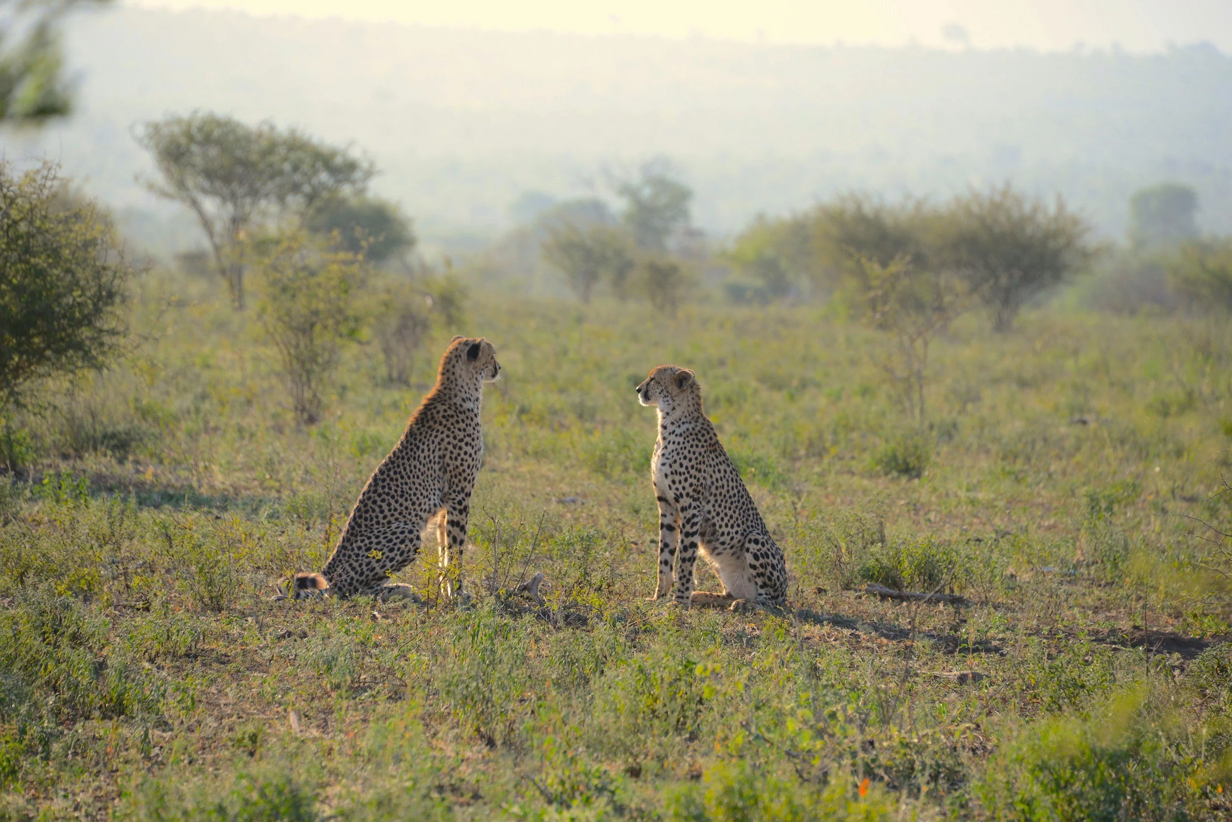 Two cheetahs sitting on the grassy plains of an African savanna with sparse trees and a hazy sky in the background.