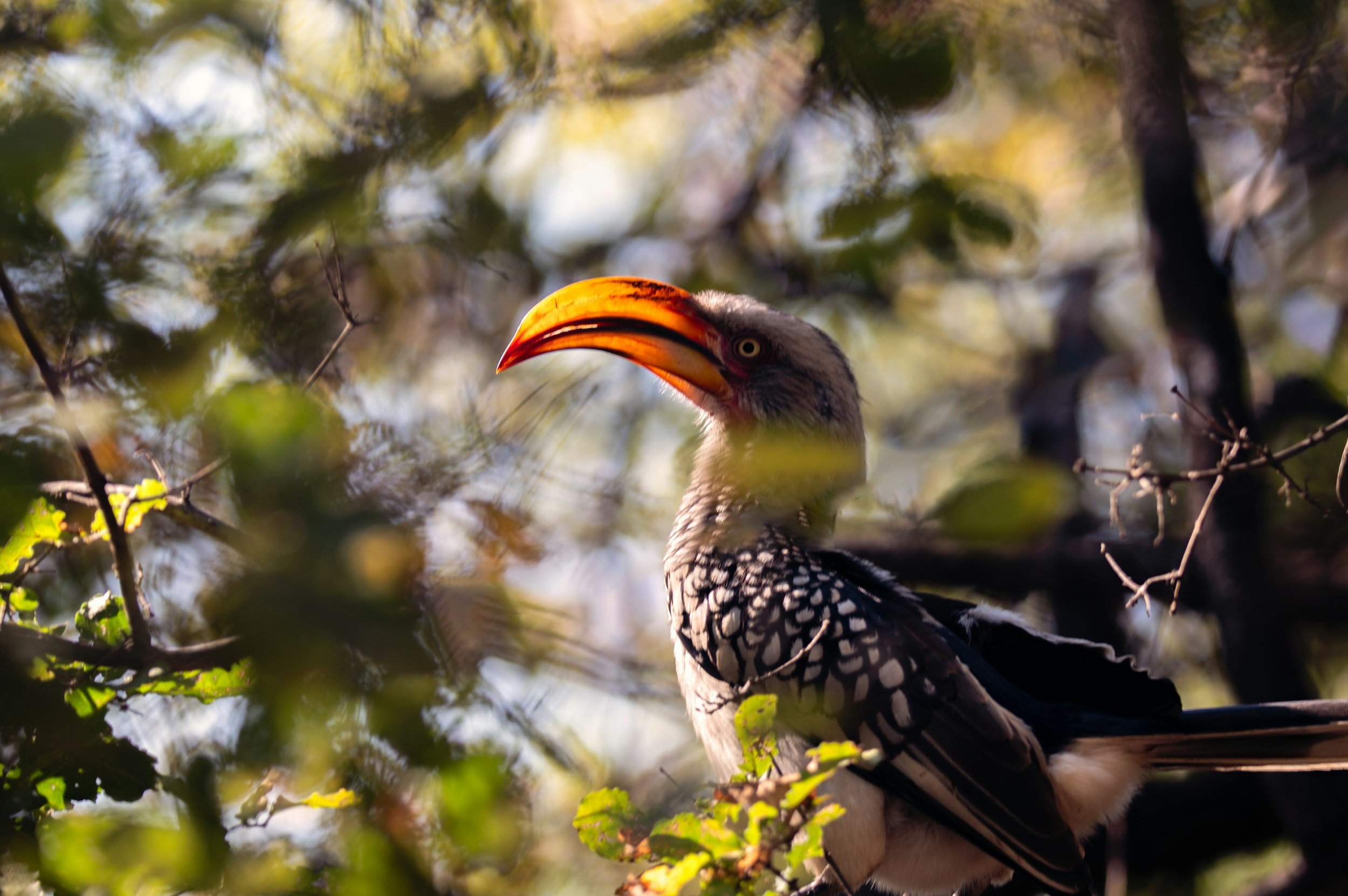 A bird with a large orange beak, black and white patterned feathers, and yellow eyes, partially hidden among green leaves and branches.