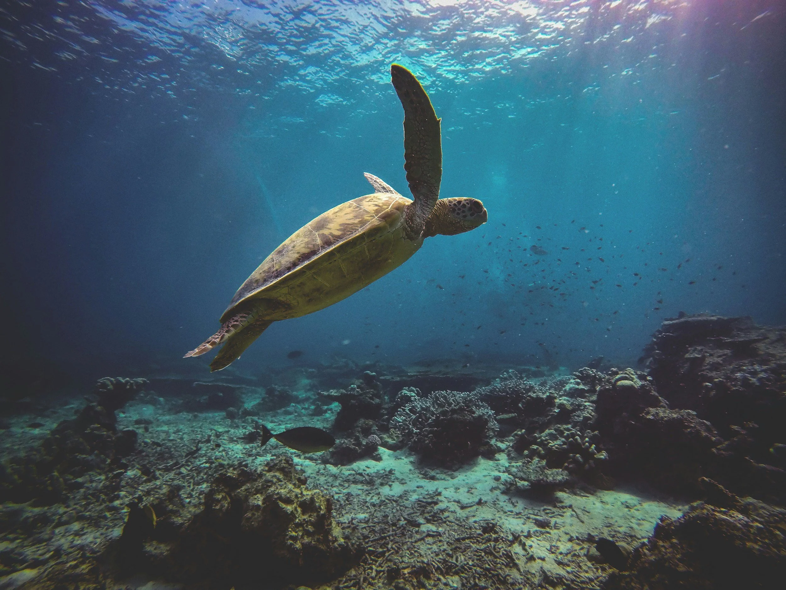 Underwater scene featuring a sea turtle swimming above a rocky ocean floor with small fish around.