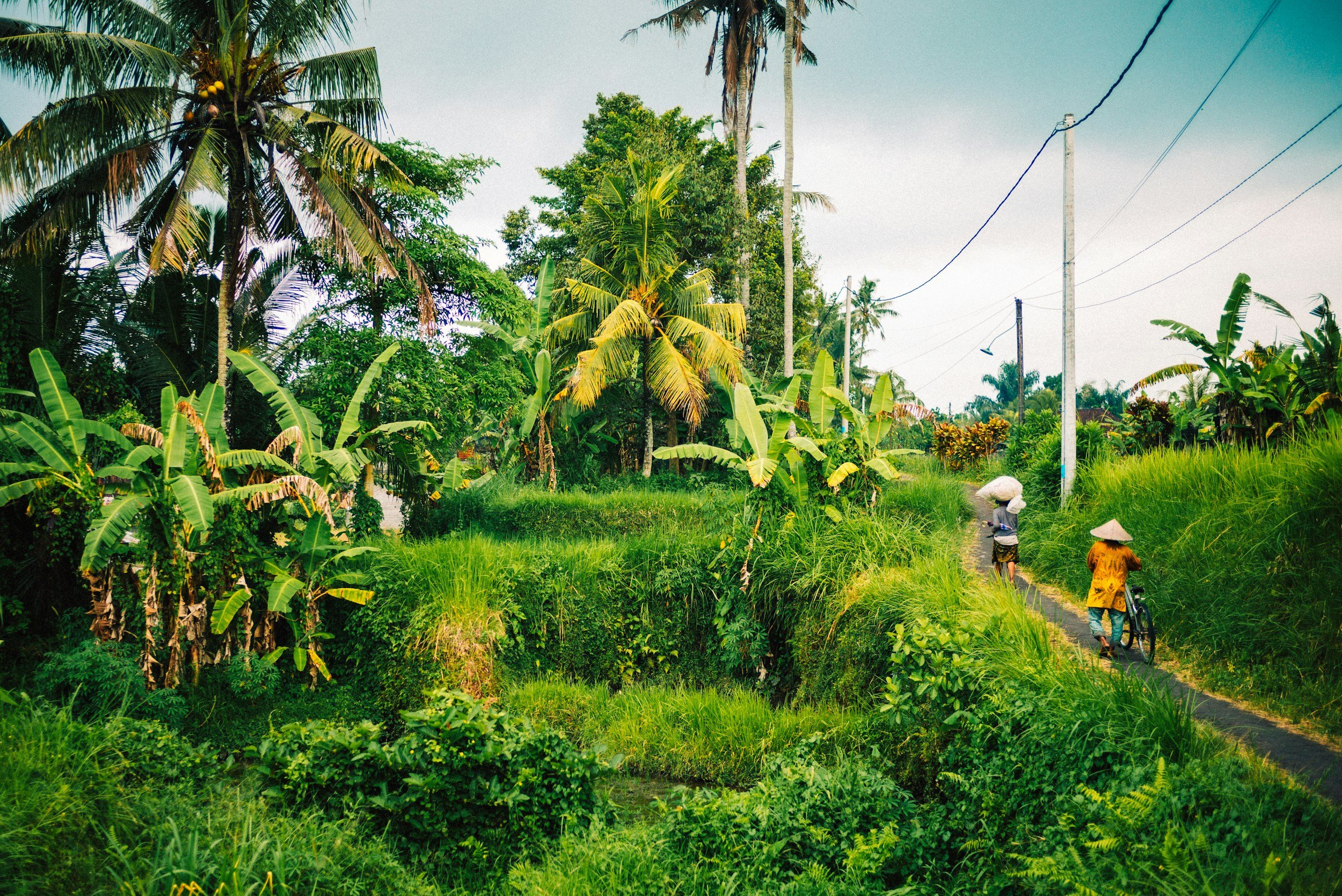 Rural scene with lush green vegetation, banana trees, and palm trees. Two people with conical hats walk along a narrow dirt path, one pushing a bicycle. Tall utility poles with electrical wires run across the scene.