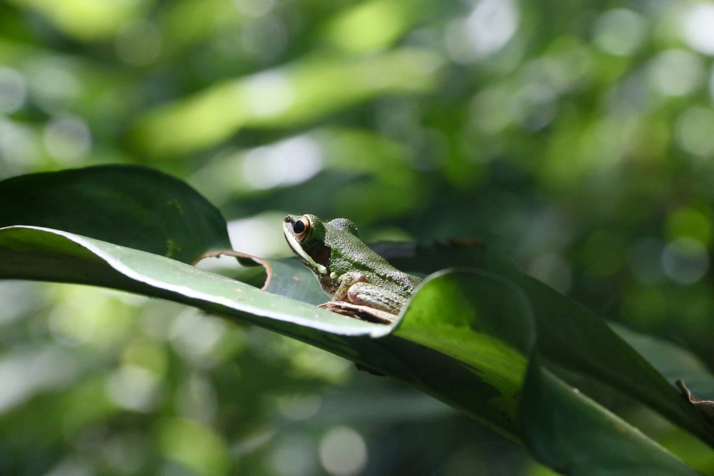 A small green frog with black eyes sitting on a green leaf surrounded by dense green foliage.