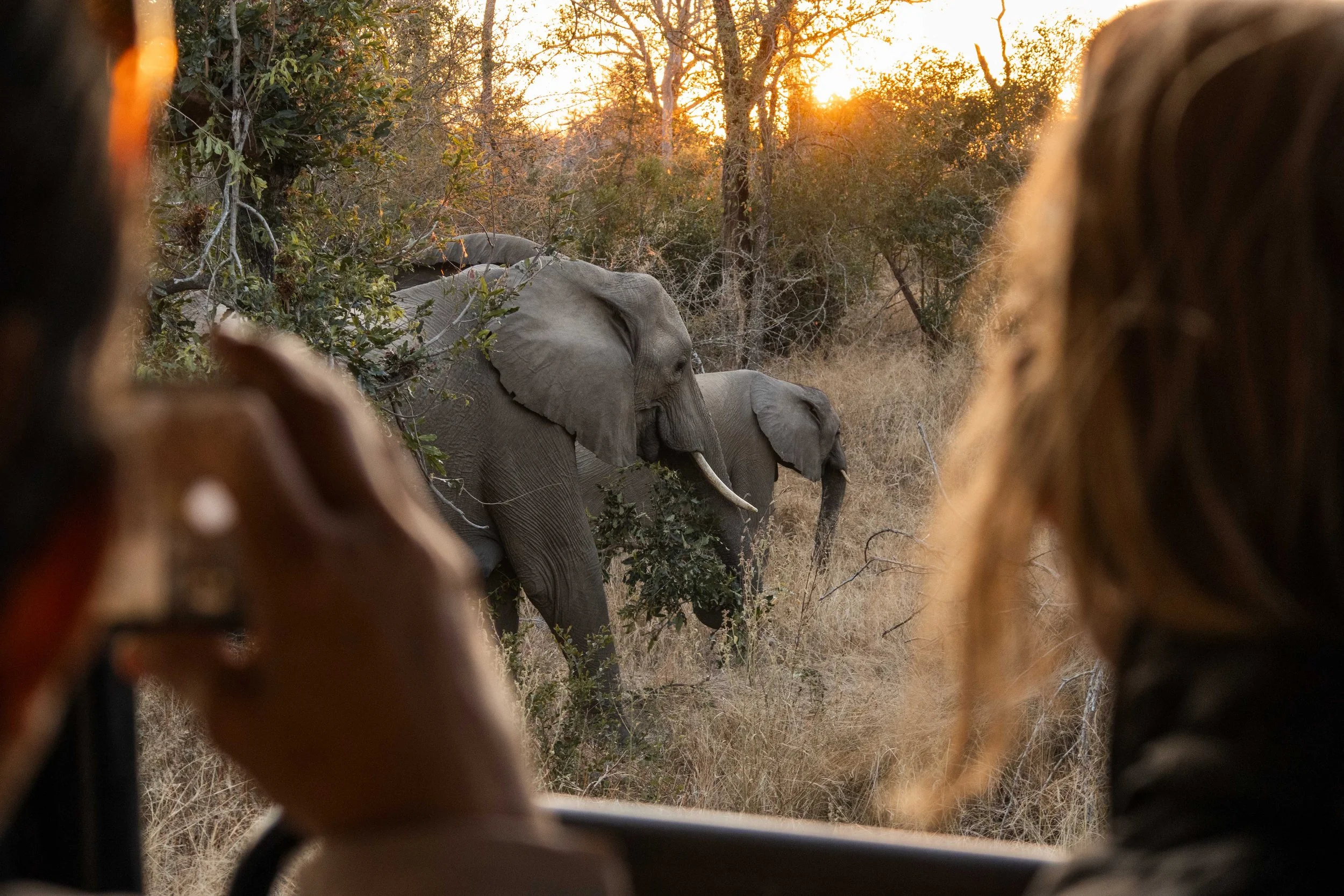 Photograph taken from behind the camera, showing elephants through a natural habitat with trees and dry grass during sunset.
