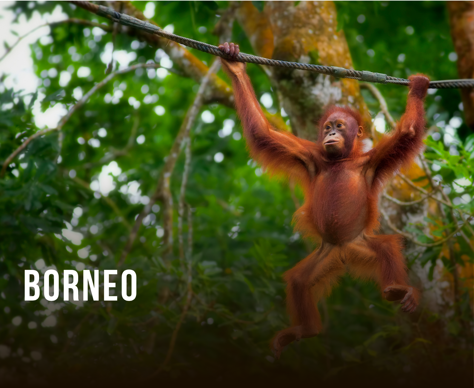 Young orangutan hanging from a tree branch in the rainforest, with the word Borneo in the lower left corner.