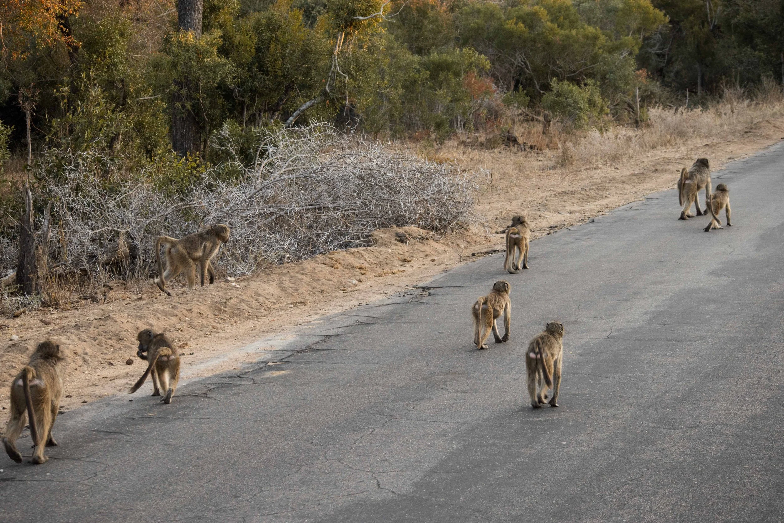 A group of baboons walking along a paved road beside a dirt shoulder, with wooded bushes and trees in the background.