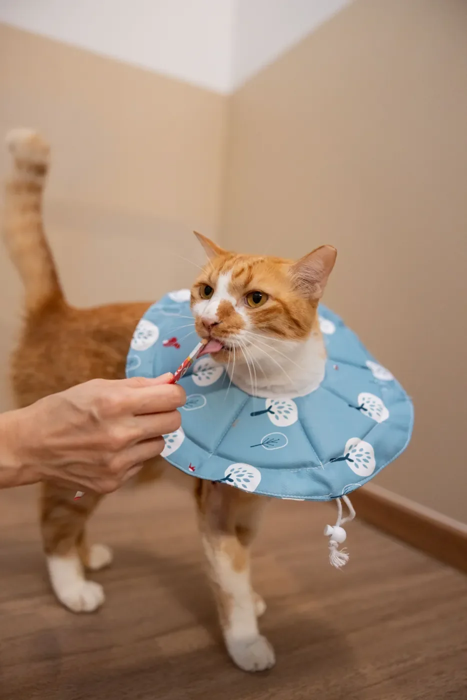 Can a Cat Hotel in Singapore Give My Cat Medication?