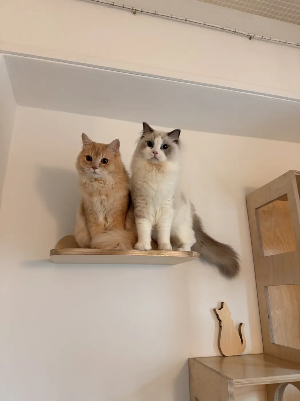 Multi-Cat Boarding in Singapore: Boarding Bonded Pairs, 3+ Cats, Siblings and Groups