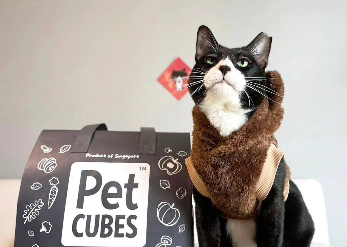 A black and white cat wearing a brown fuzzy costume around its neck, sitting beside a black bag labeled 'Pet Cubes', with a plain light-colored background.