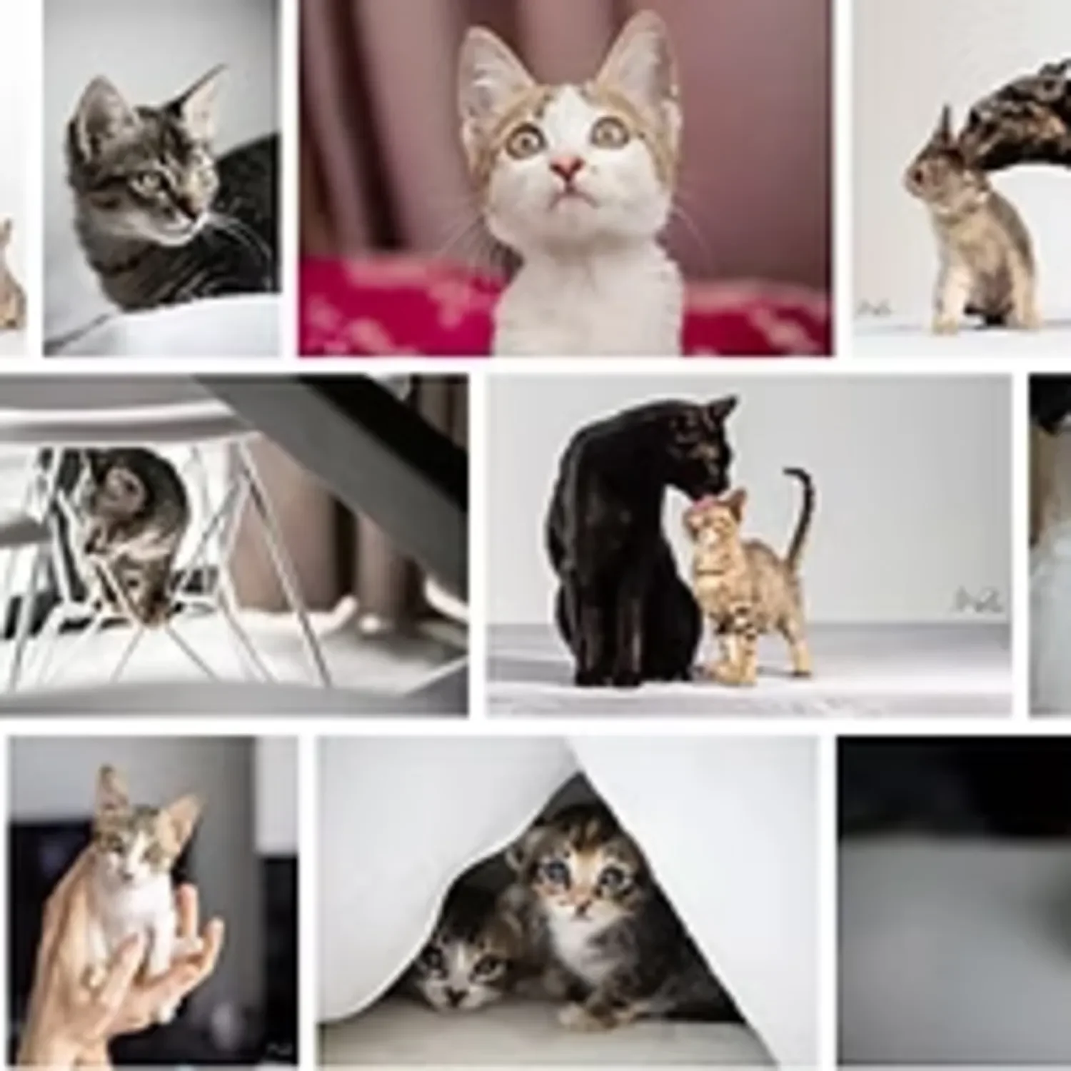 Shangri-Paw Cat Hotel Partner - On site photography of cats.