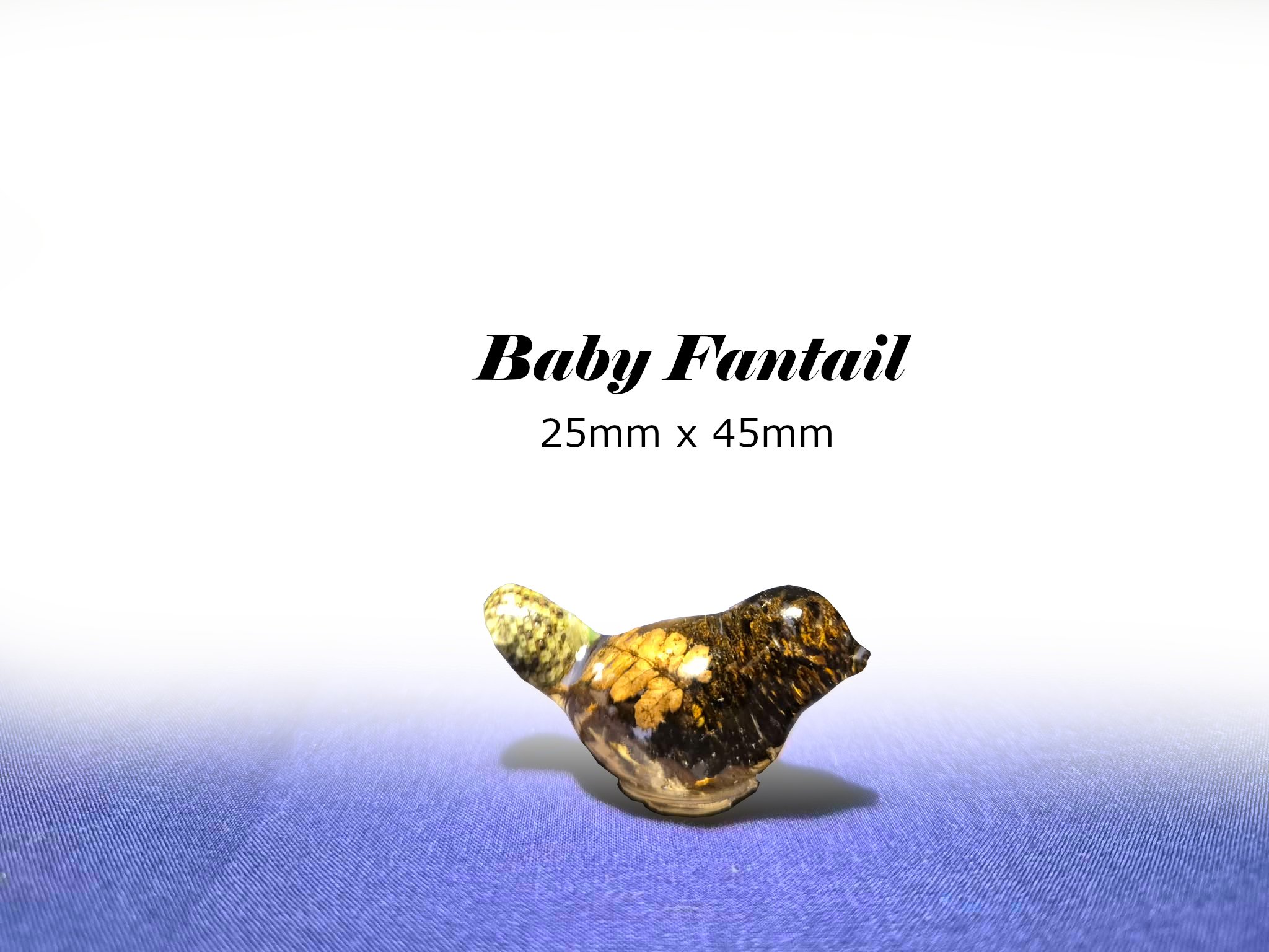 Baby Fantail.jpg