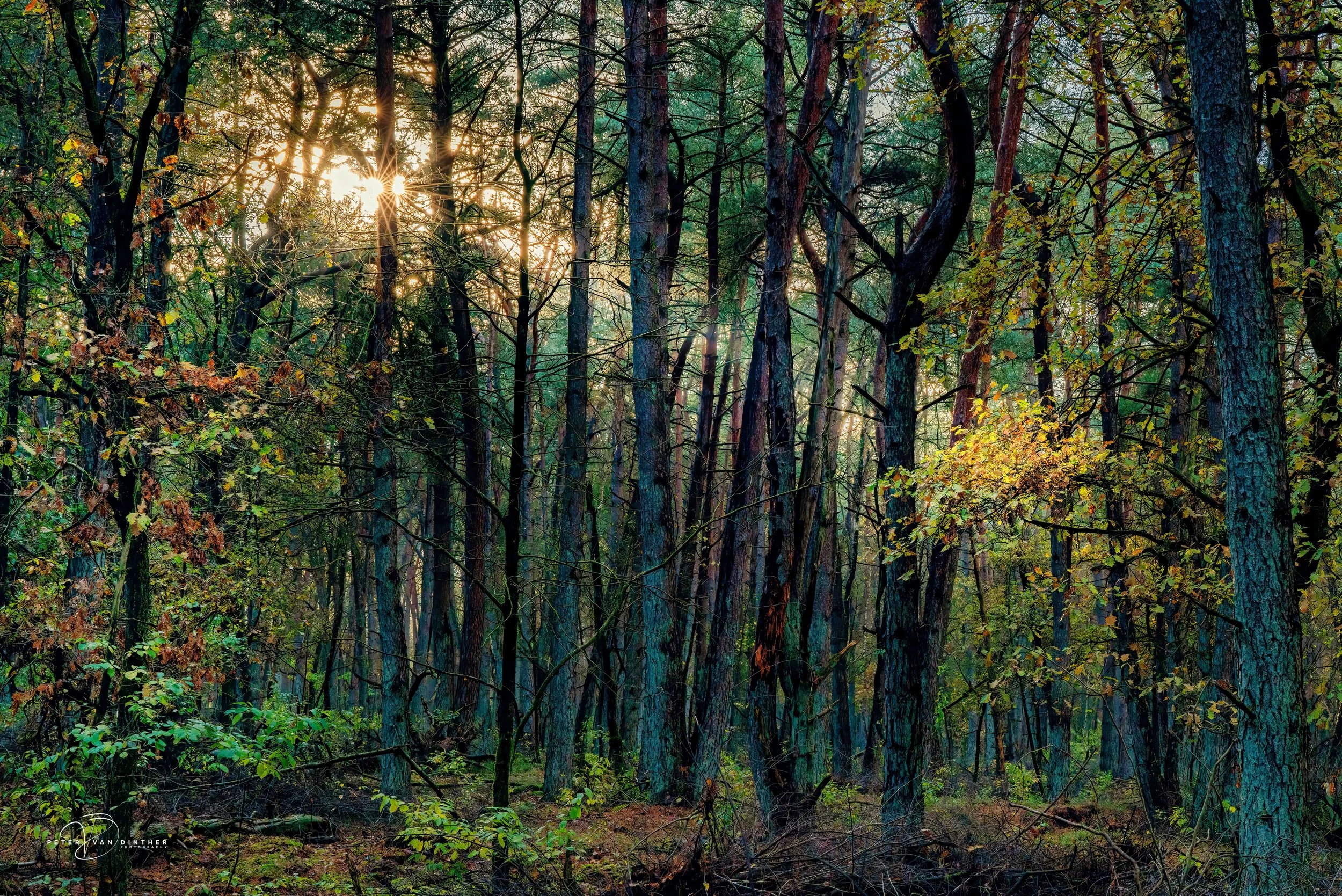 Bos met dicht opeengepakte bomen bij zonsondergang, zonnestralen door de takken en onderbegroeiing op de bosgrond.