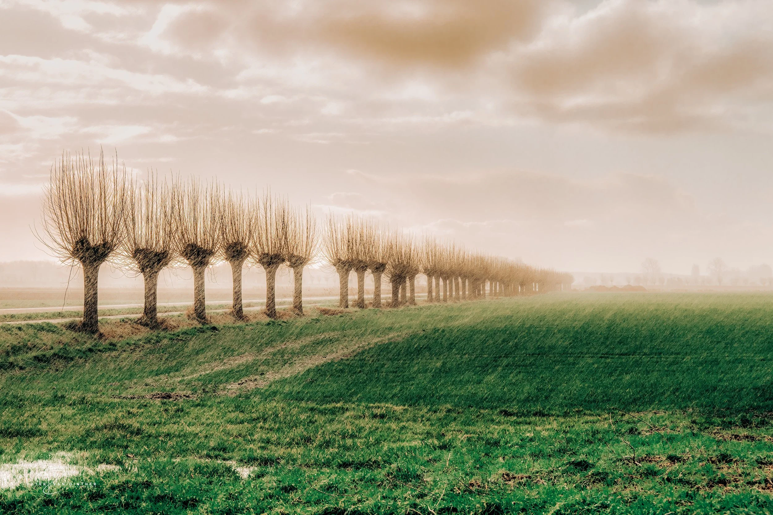Lijn met kale bomen langs een weiland onder een bewolkte lucht.