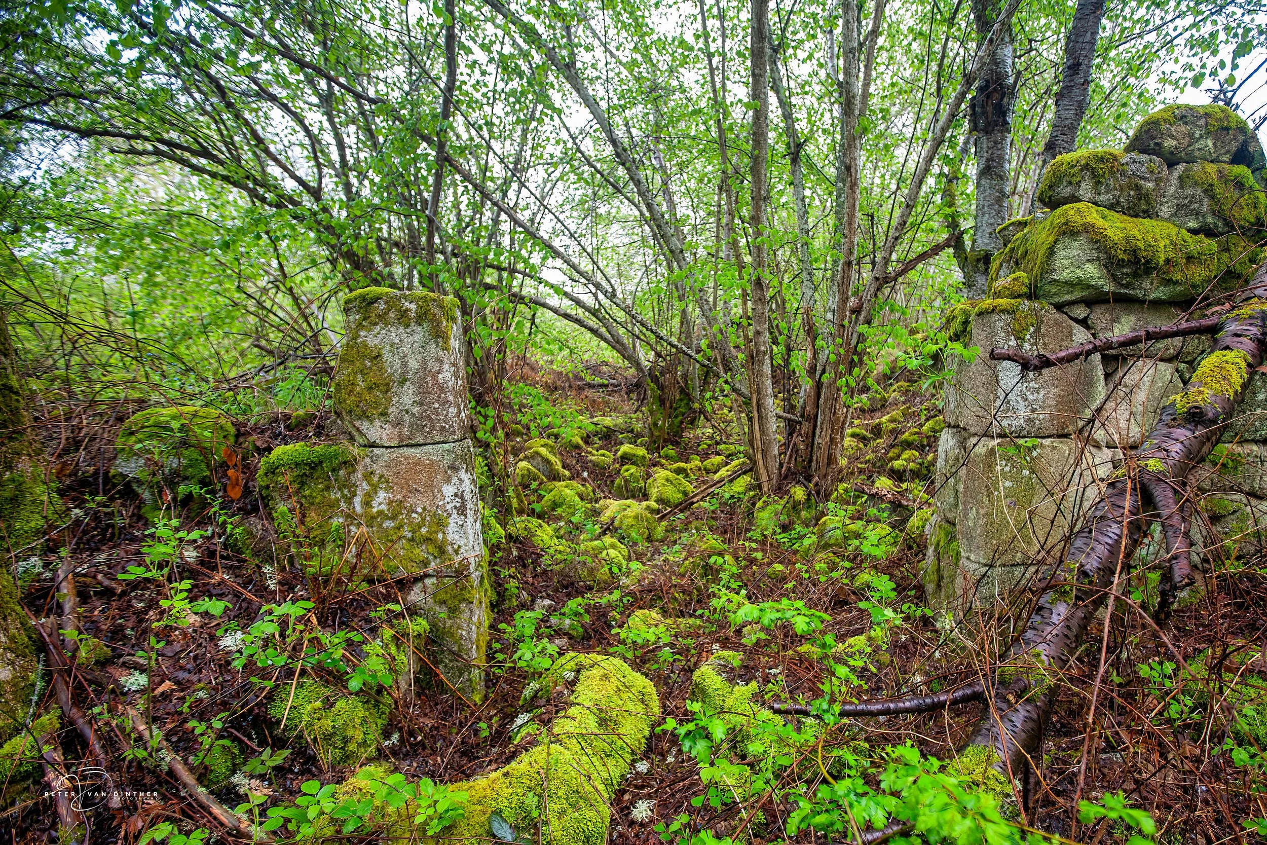 Moss bed in dense green forest with moss-covered stones and fallen branches.