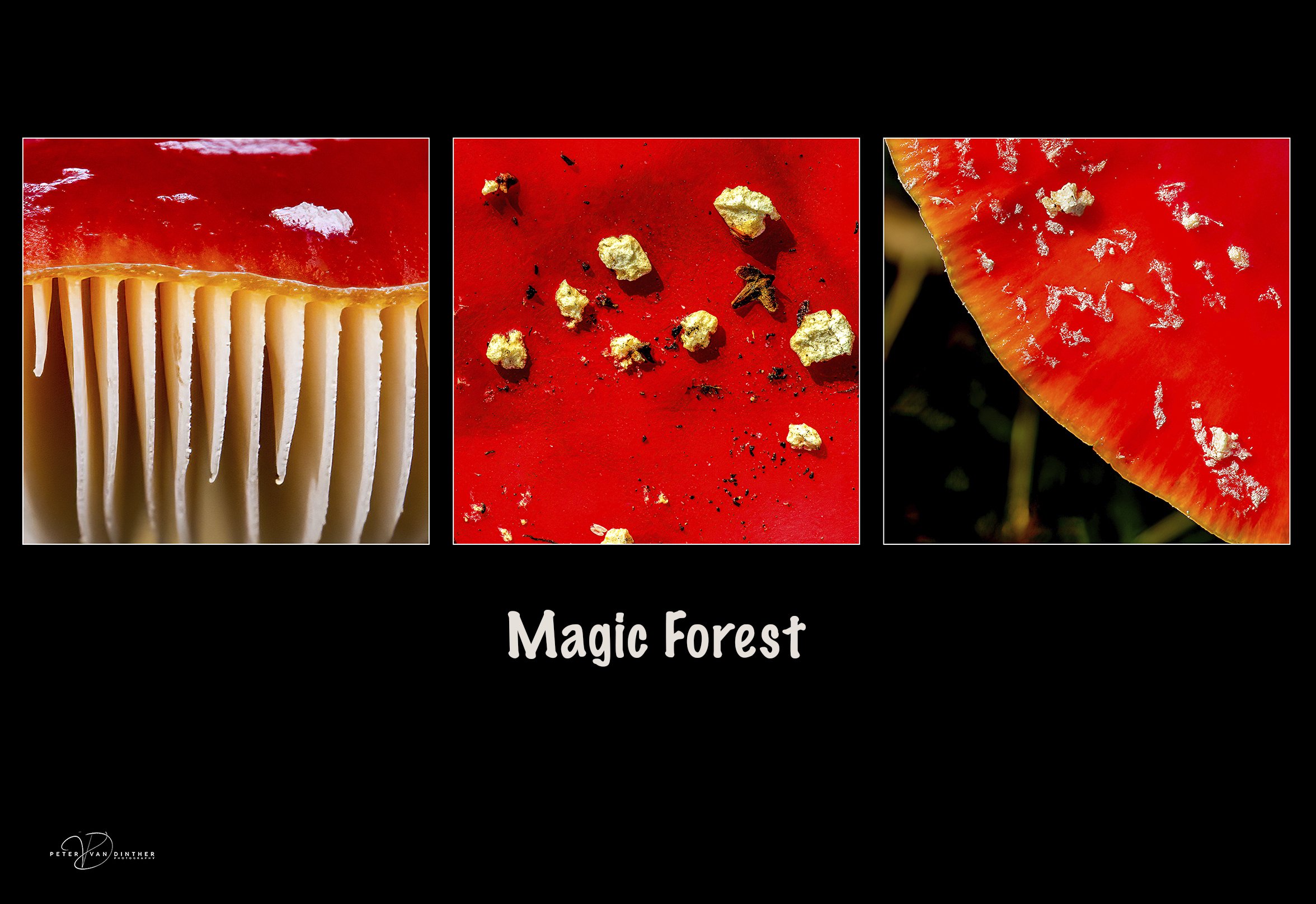 Triptych Magic Forest