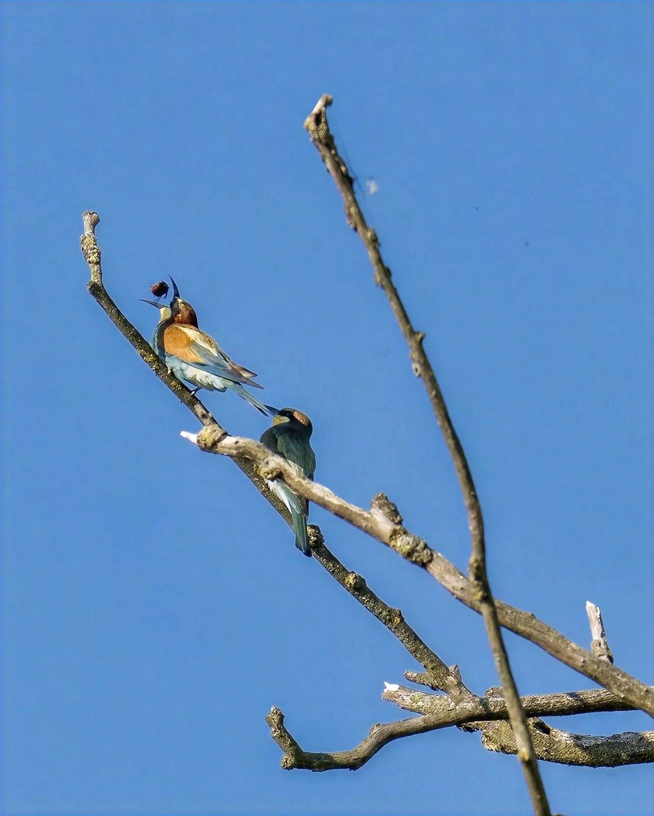 Birds