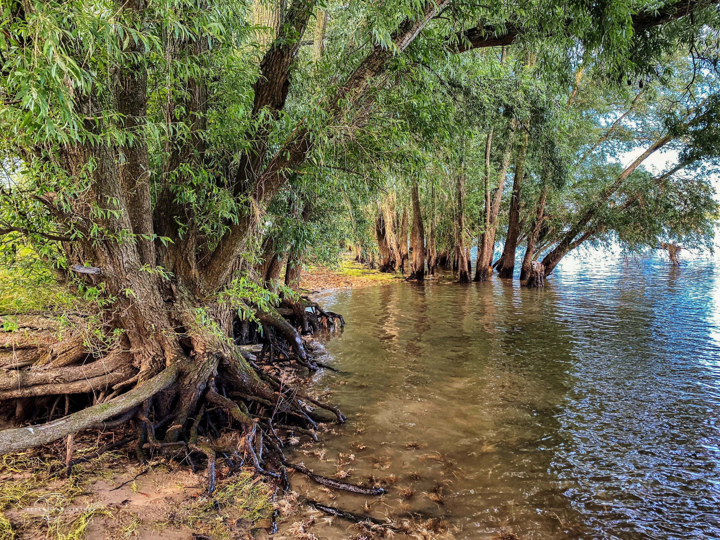 Bosrijke omgeving met grote bomen langs water, wortels zichtbaar in het water en bladeren die in de wind bewegen.