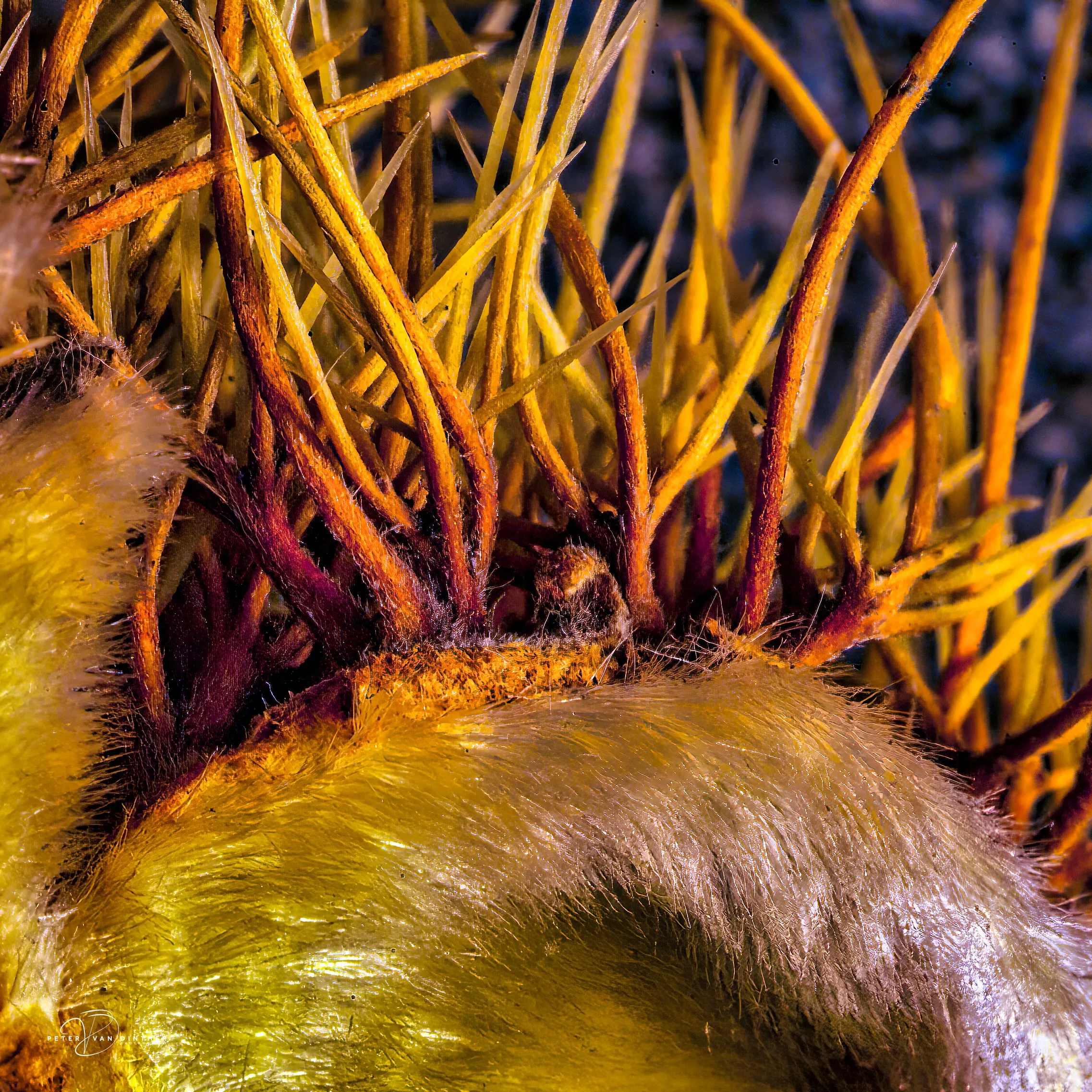 Macro3.jpg