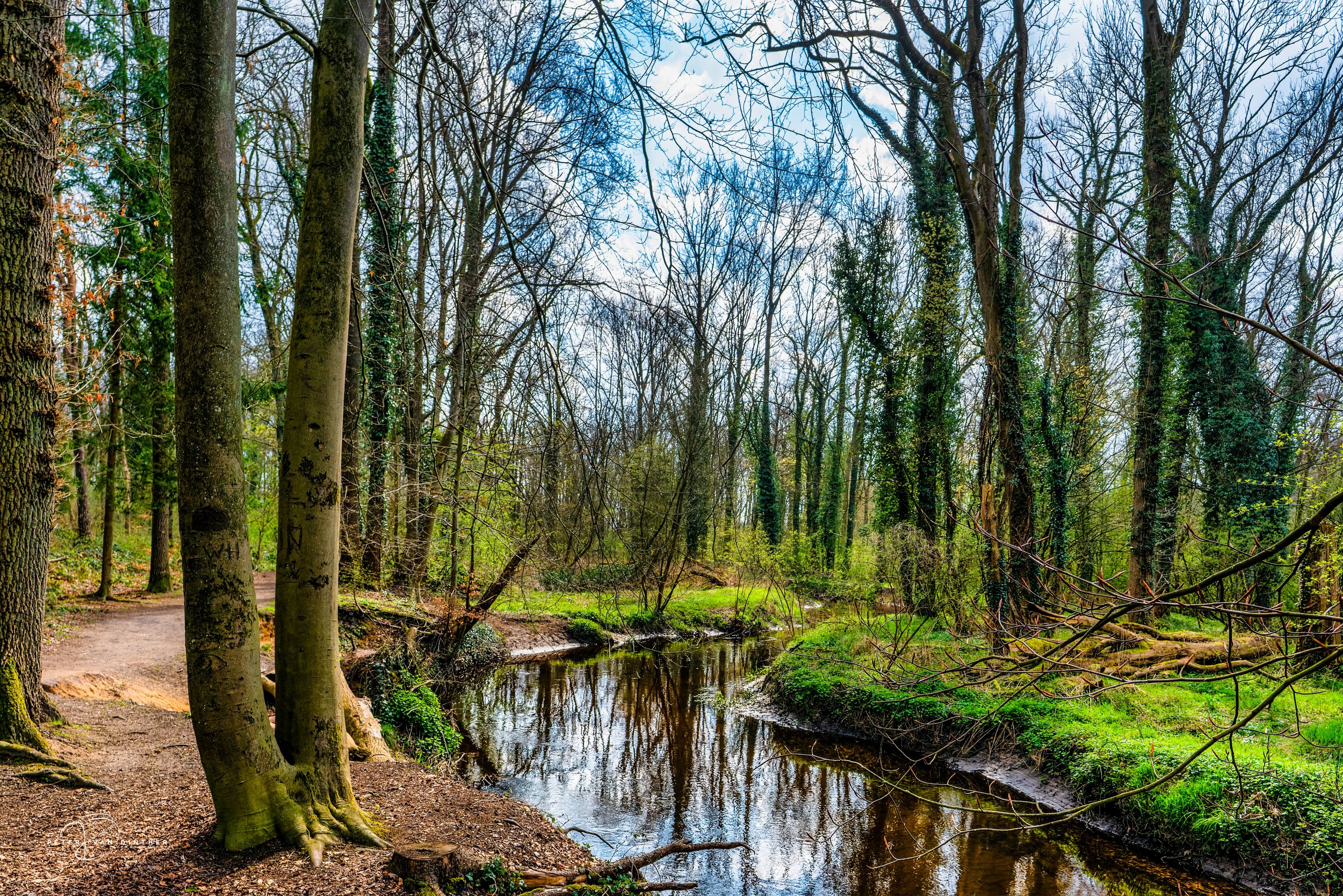 Bos met een kleine rivier of sloot, omringd door bomen met blad en zonder bladeren door de tijd van het jaar, mogelijk in de lente of vroege zomer.