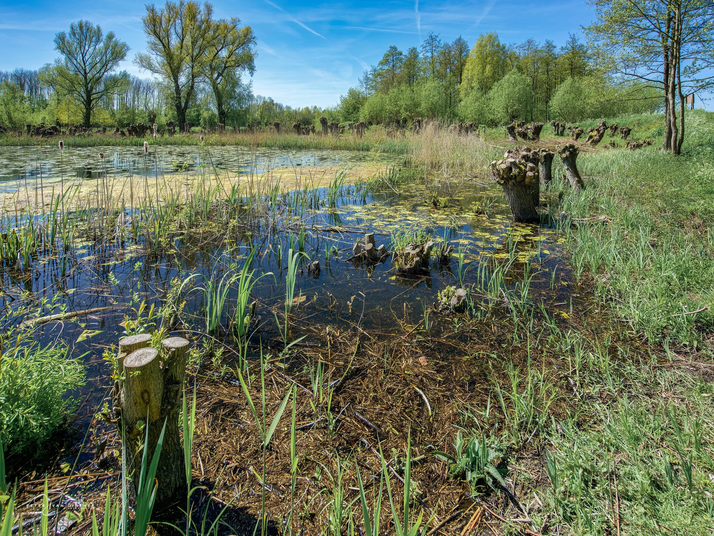 Natuurfoto van een meer met riet, met een bos van bladeren en takken in de achtergrond onder een blauwe lucht.