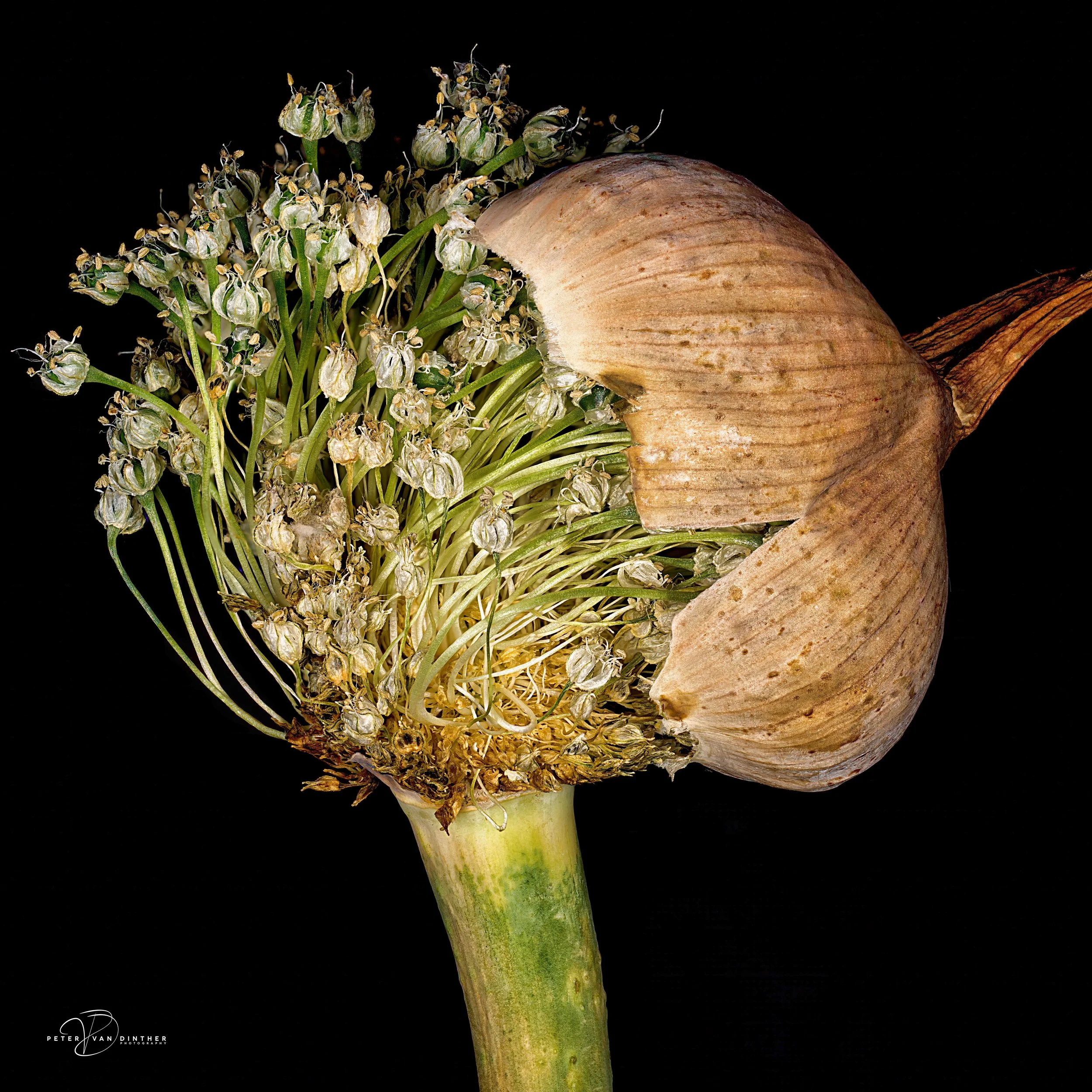 Macro8.jpg