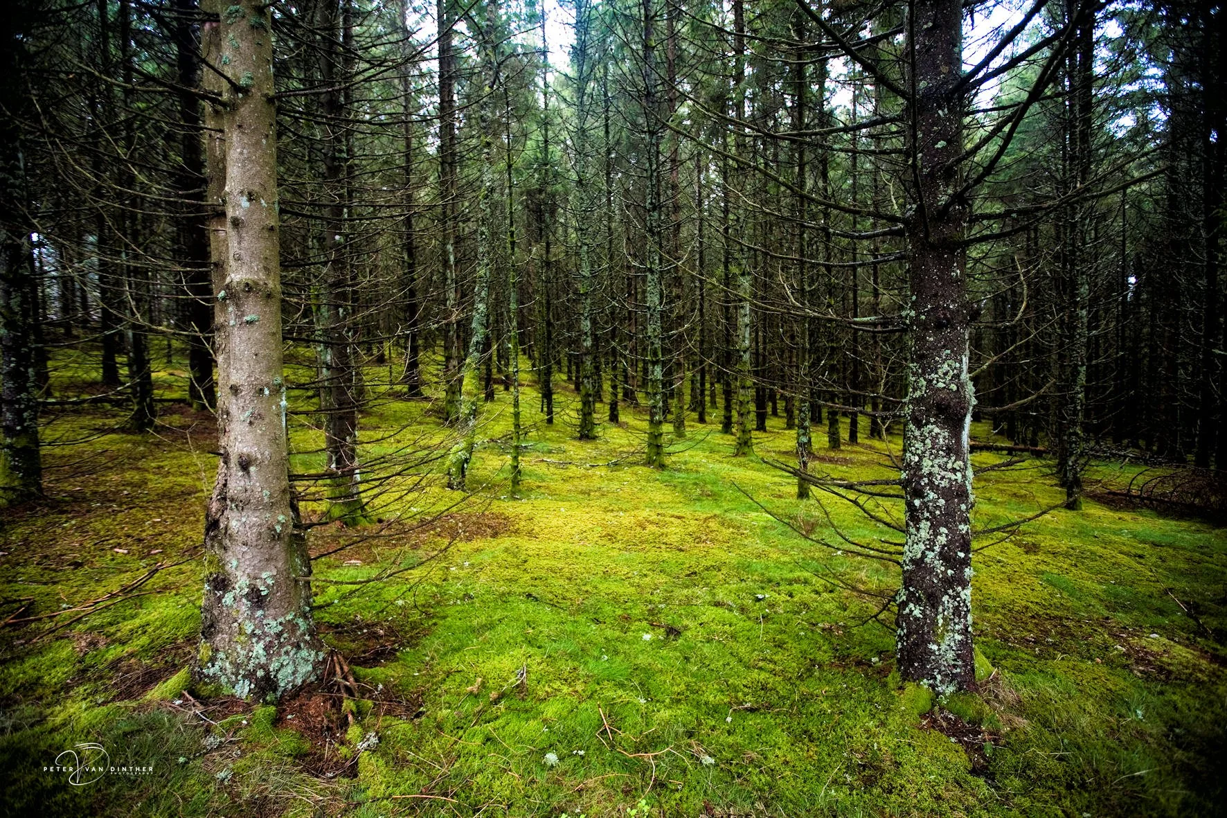 Een bos met groene mos bedekte grond en tientallen dicht op elkaar staande dennenbomen.