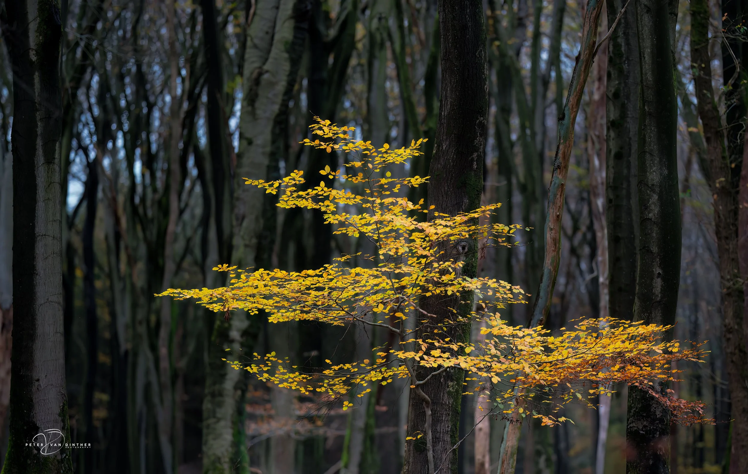 Groene en gele bladeren in een bos, met een donkere achtergrond van stammen van bomen.