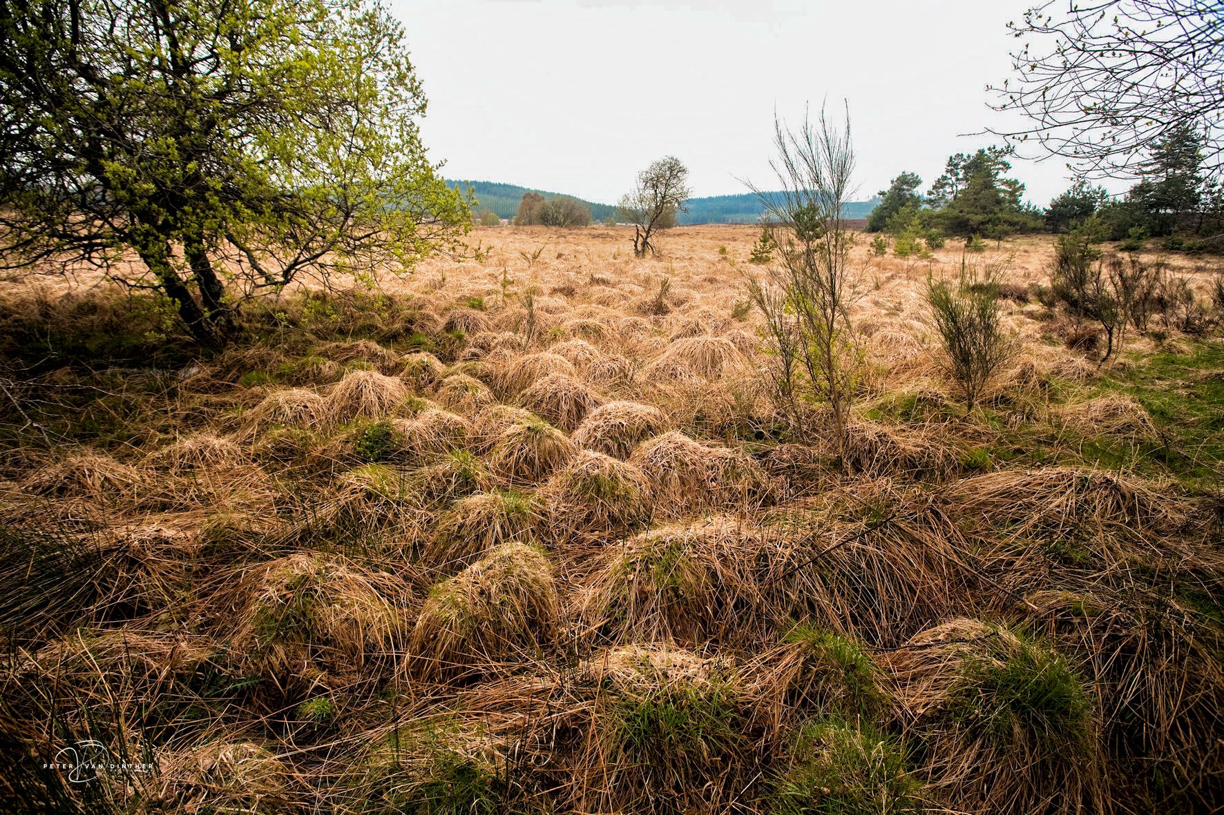 Een weids landschap met droge, bruin gekleurde grasmatten, enkele verspreide bomen en een heuvelachtig, bebost landschap op de achtergrond.