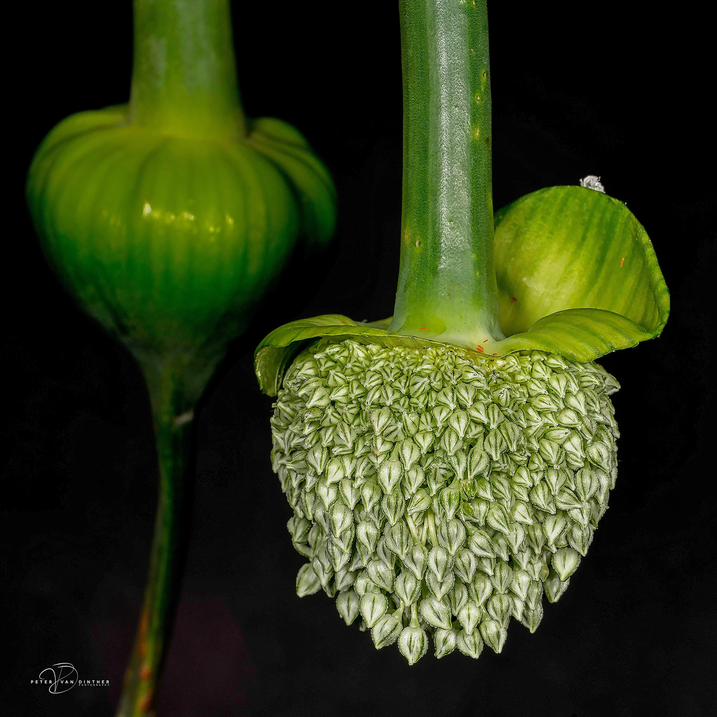 Macro7.jpg